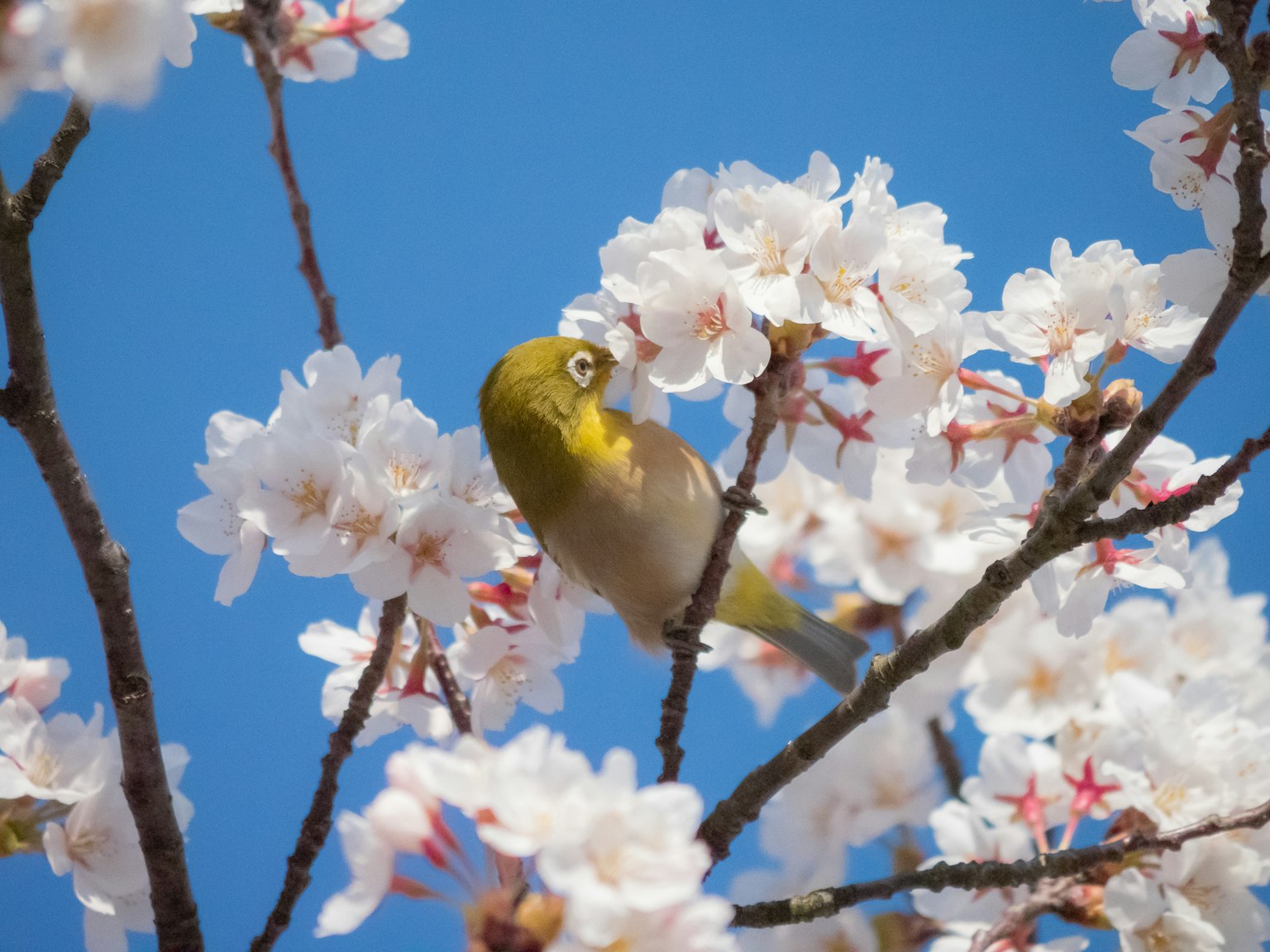 櫻花中的日本白眼鳥與藍天