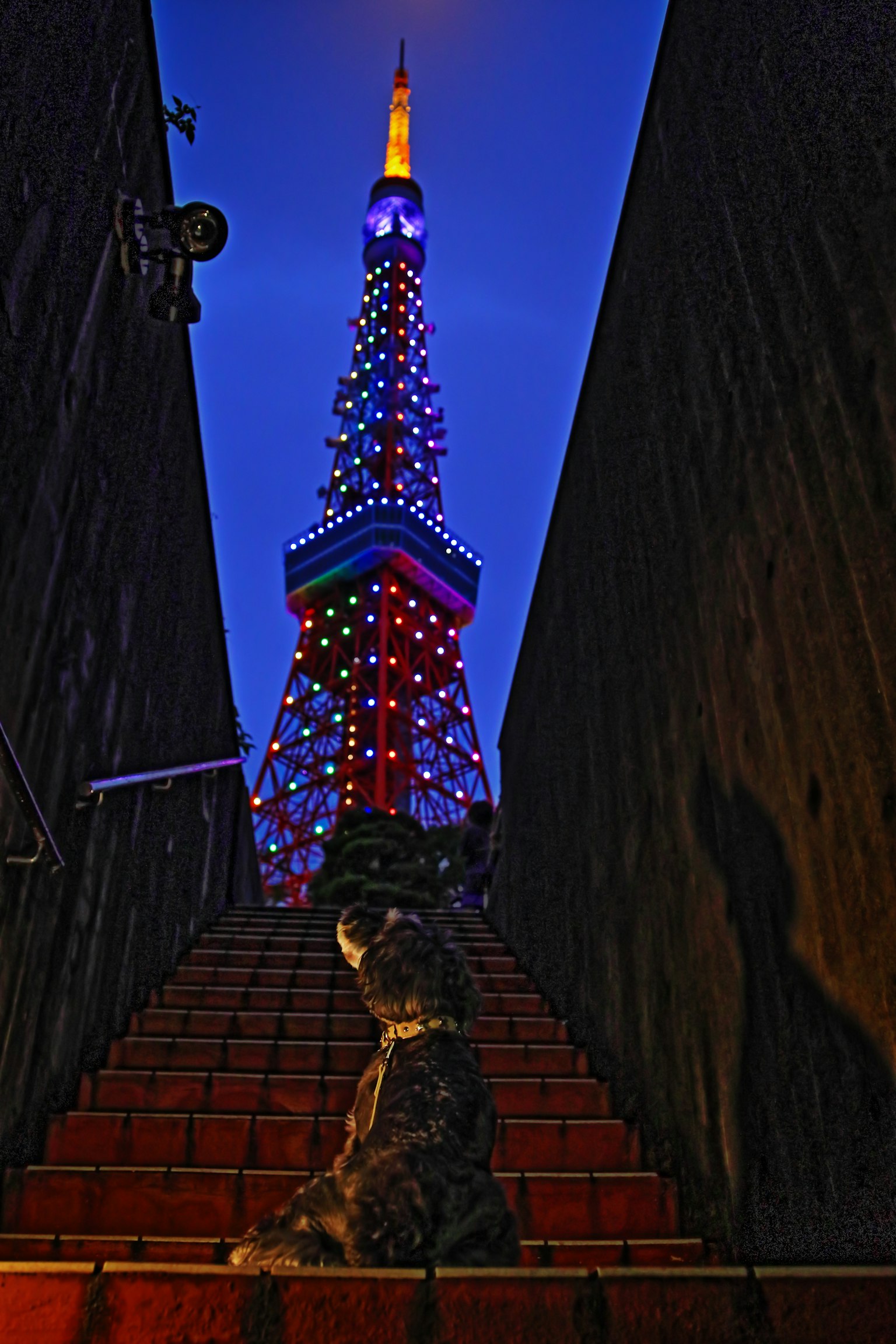 A dog sitting on stairs with Tokyo Tower illuminated in the background