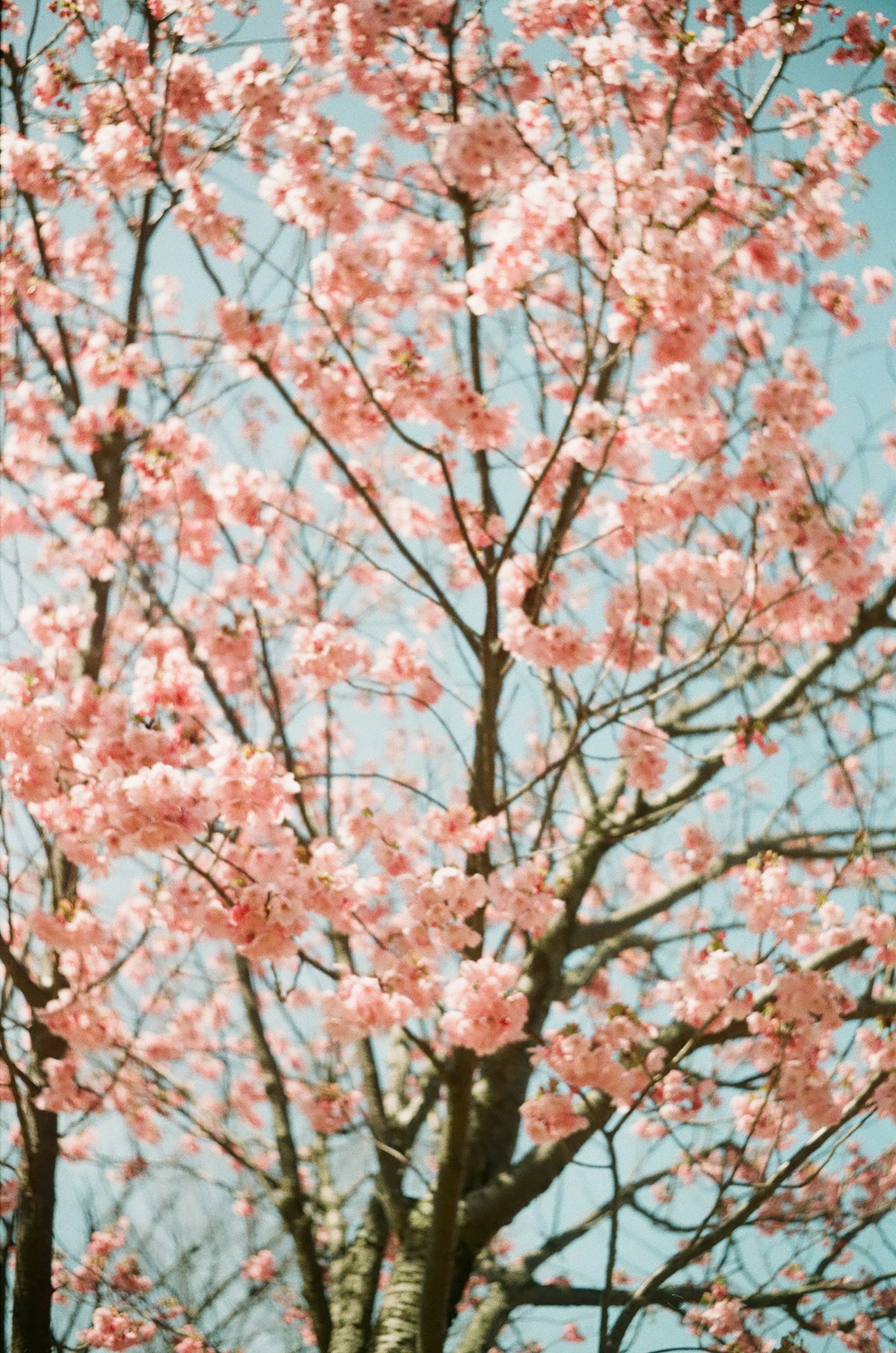 Albero di ciliegio in fiore contro un cielo blu