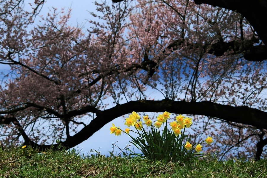 桜の枝の下で咲く水仙の花