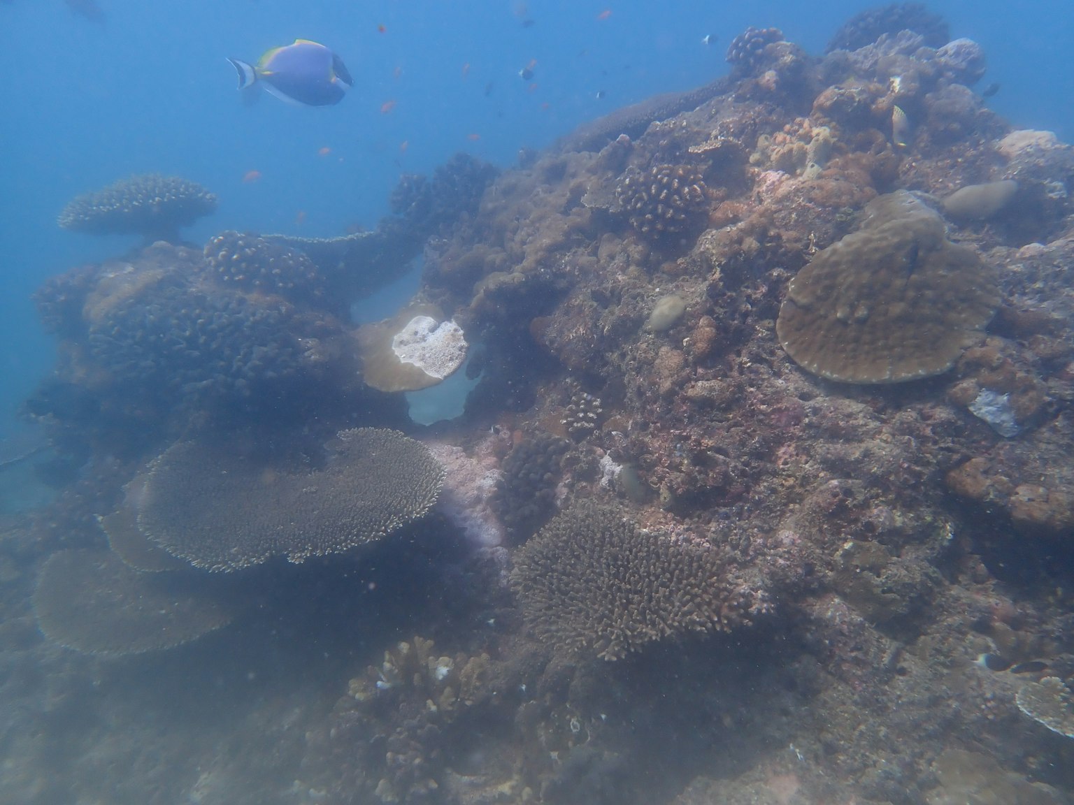 Coral reef and fish in blue ocean water