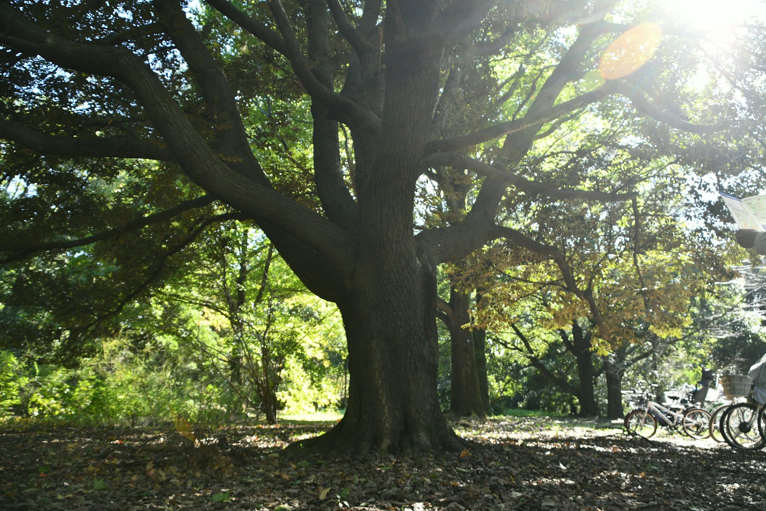 Ein großer Baum mit Sonnenlicht, das durch einen Park filtert