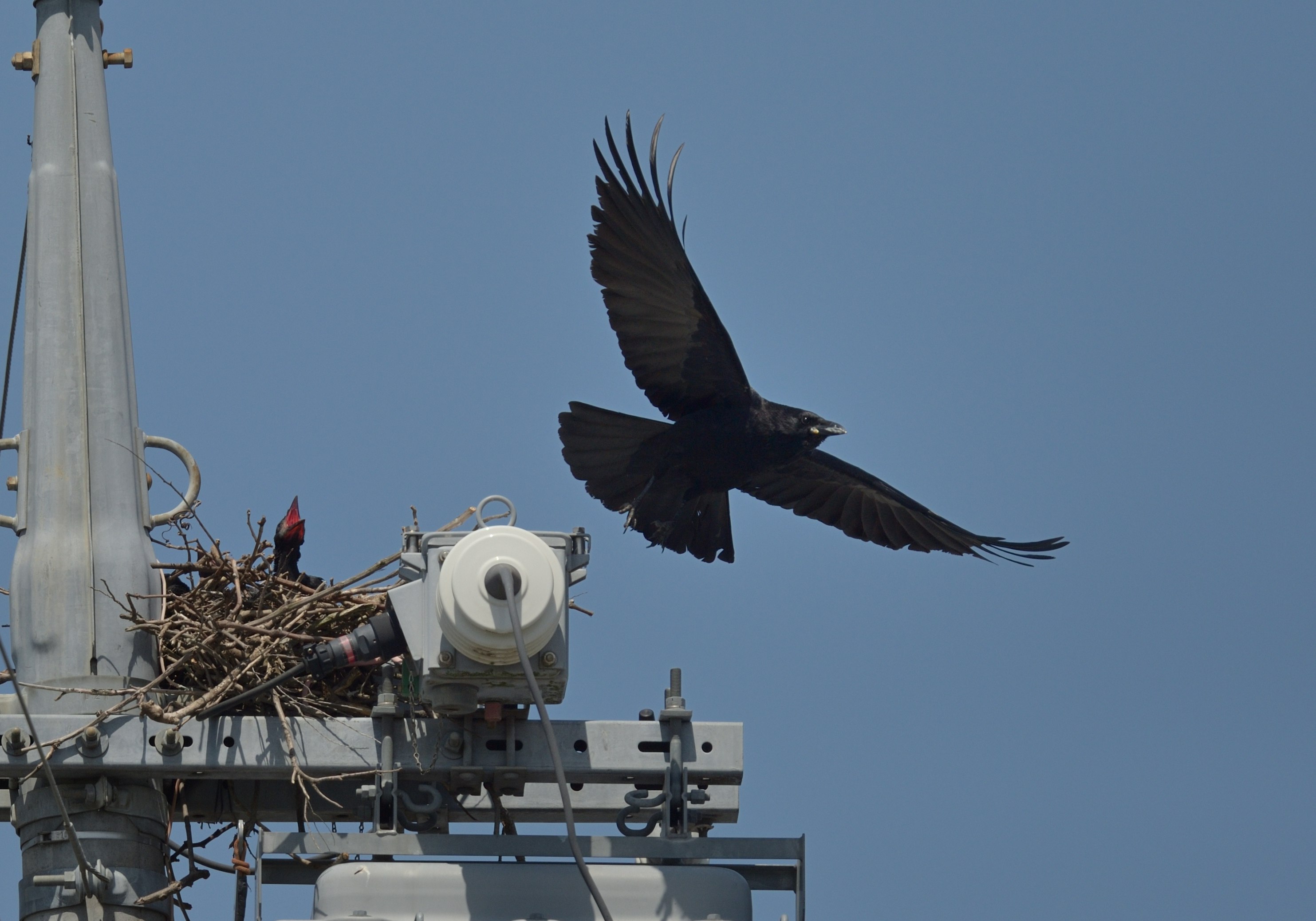 A crow carrying nesting material on top of electrical equipment