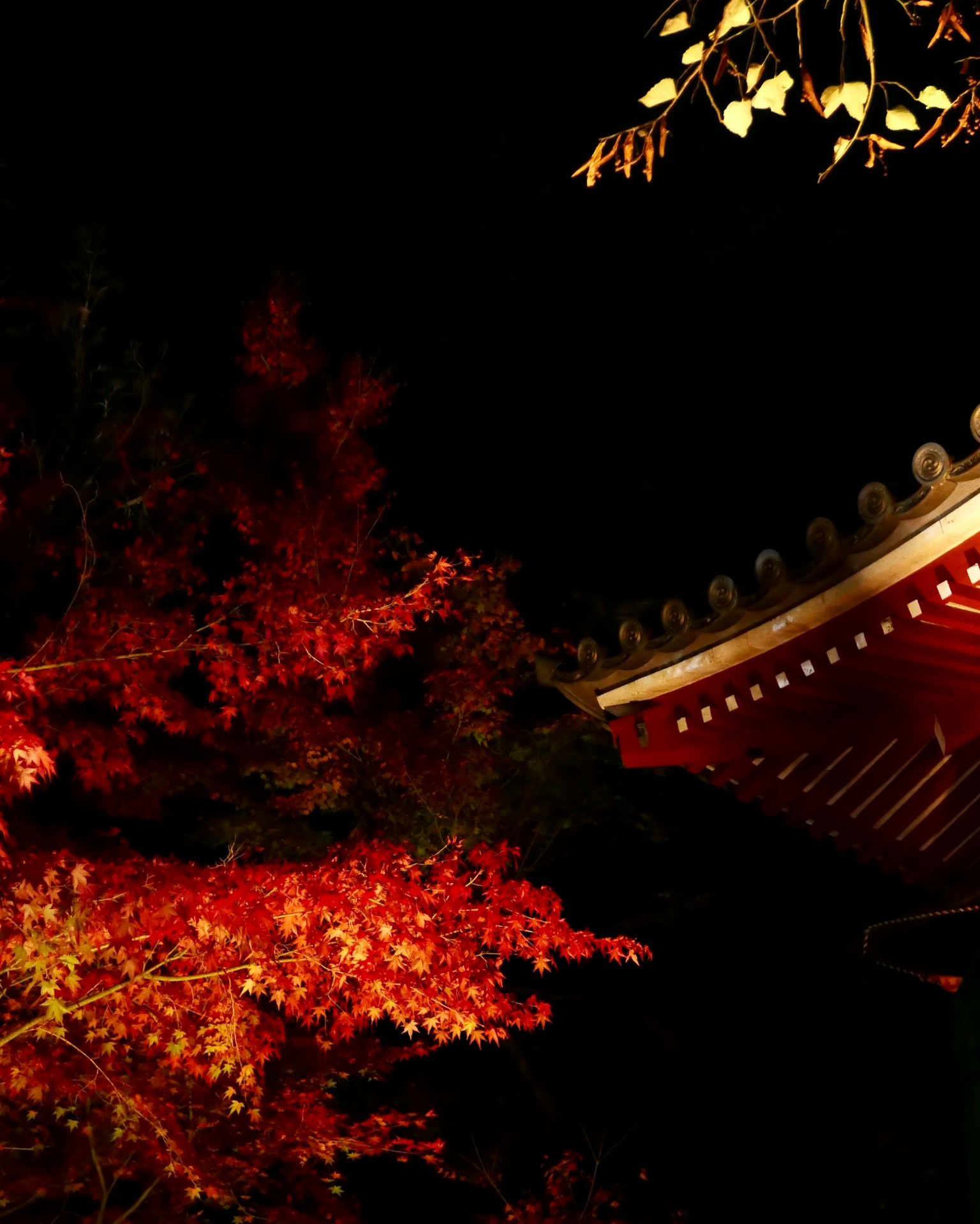 Illuminated red autumn leaves and traditional roof at night