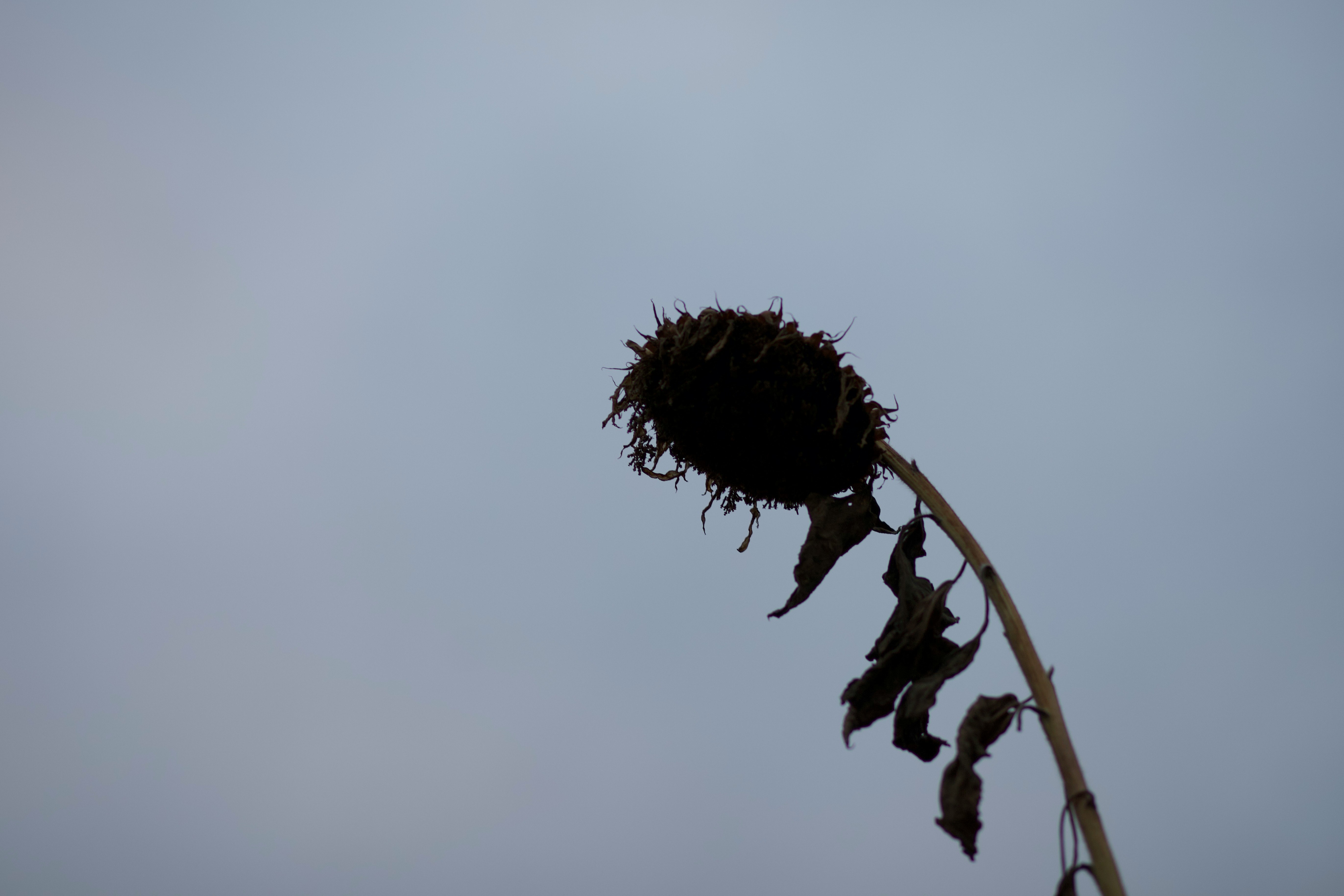 青空に伸びる枯れた花の穂