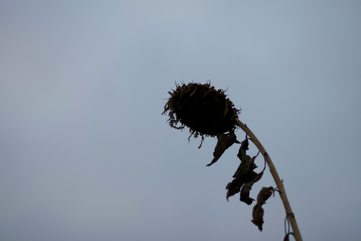 Silhouette d'un tournesol séché contre un ciel bleu clair