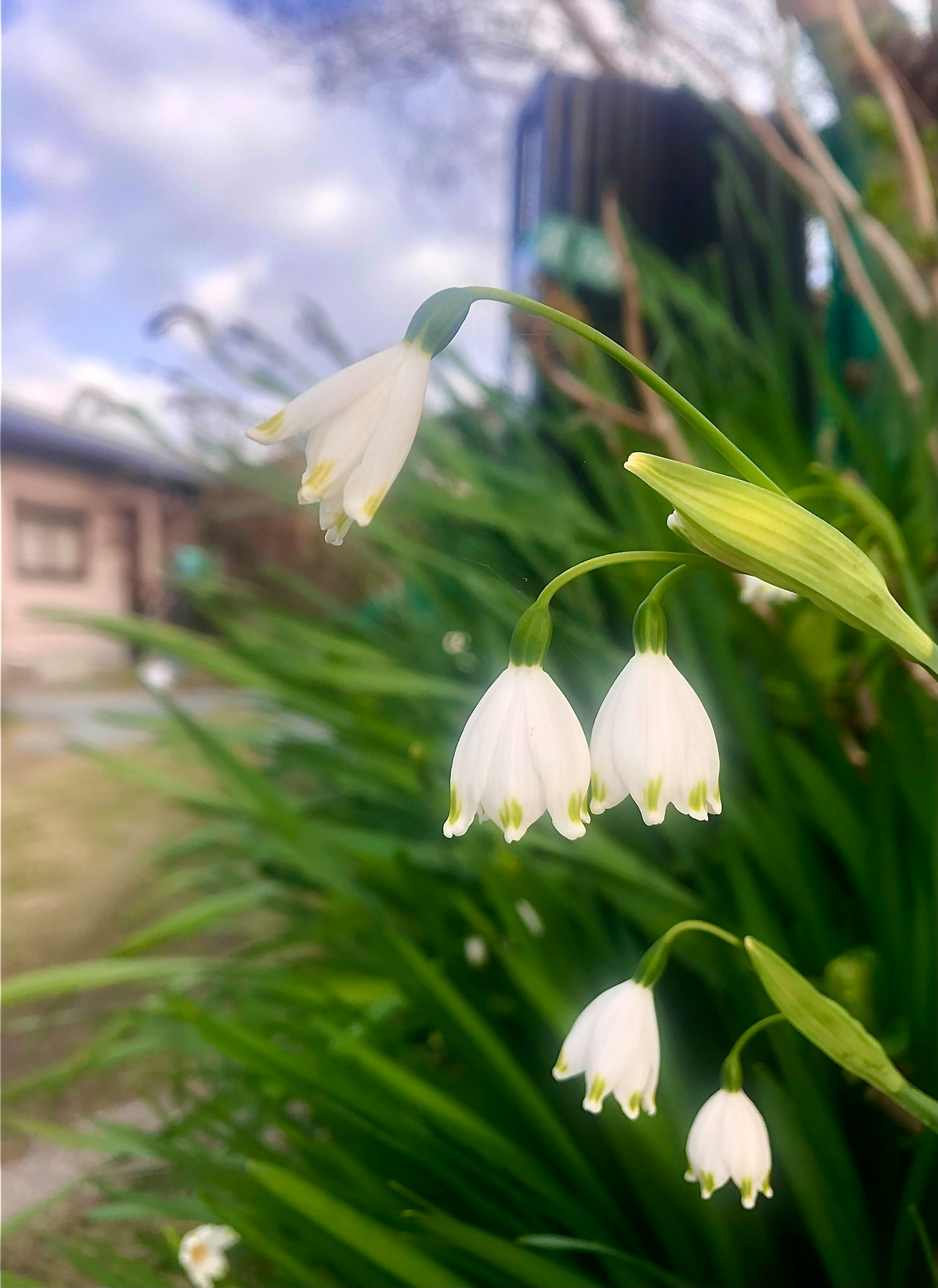 Primo piano di fiori bianchi con foglie verdi e un edificio sullo sfondo