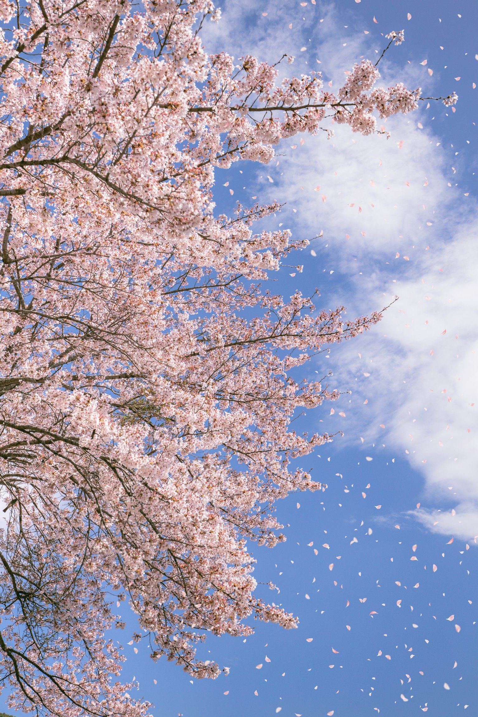Fiori di ciliegio in piena fioritura contro un cielo blu con petali che cadono