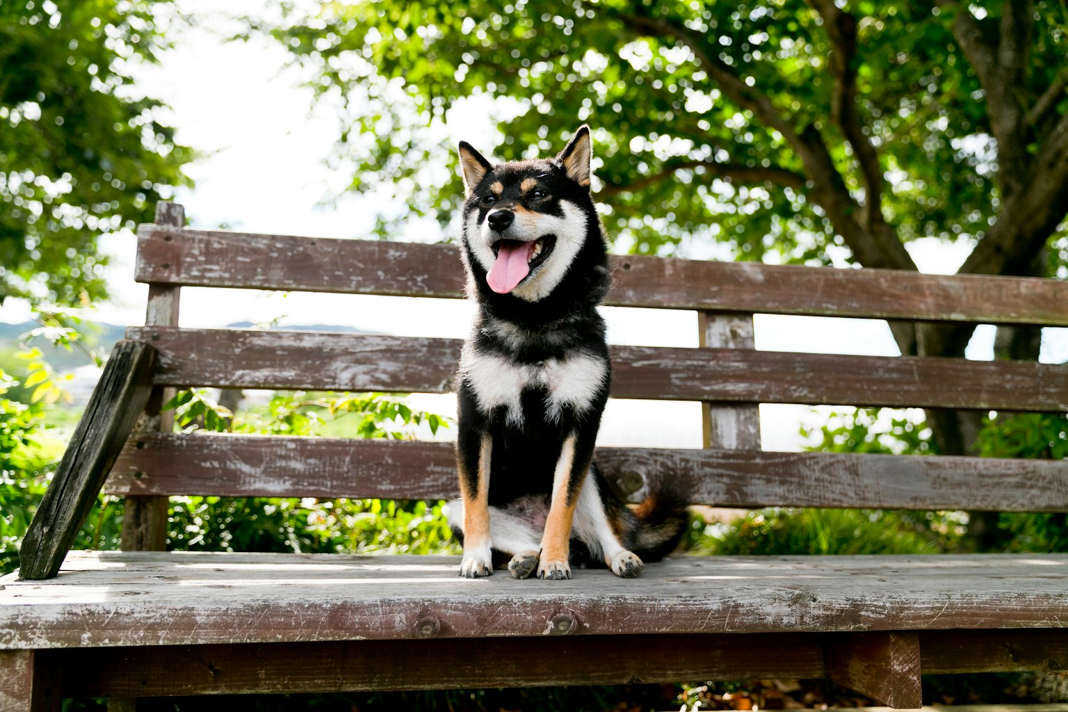 Shiba Inu seduto su una panchina del parco con un'espressione felice