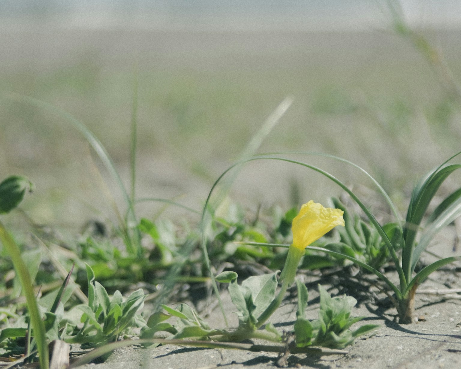 Fiore giallo tra l'erba verde in un'area sabbiosa
