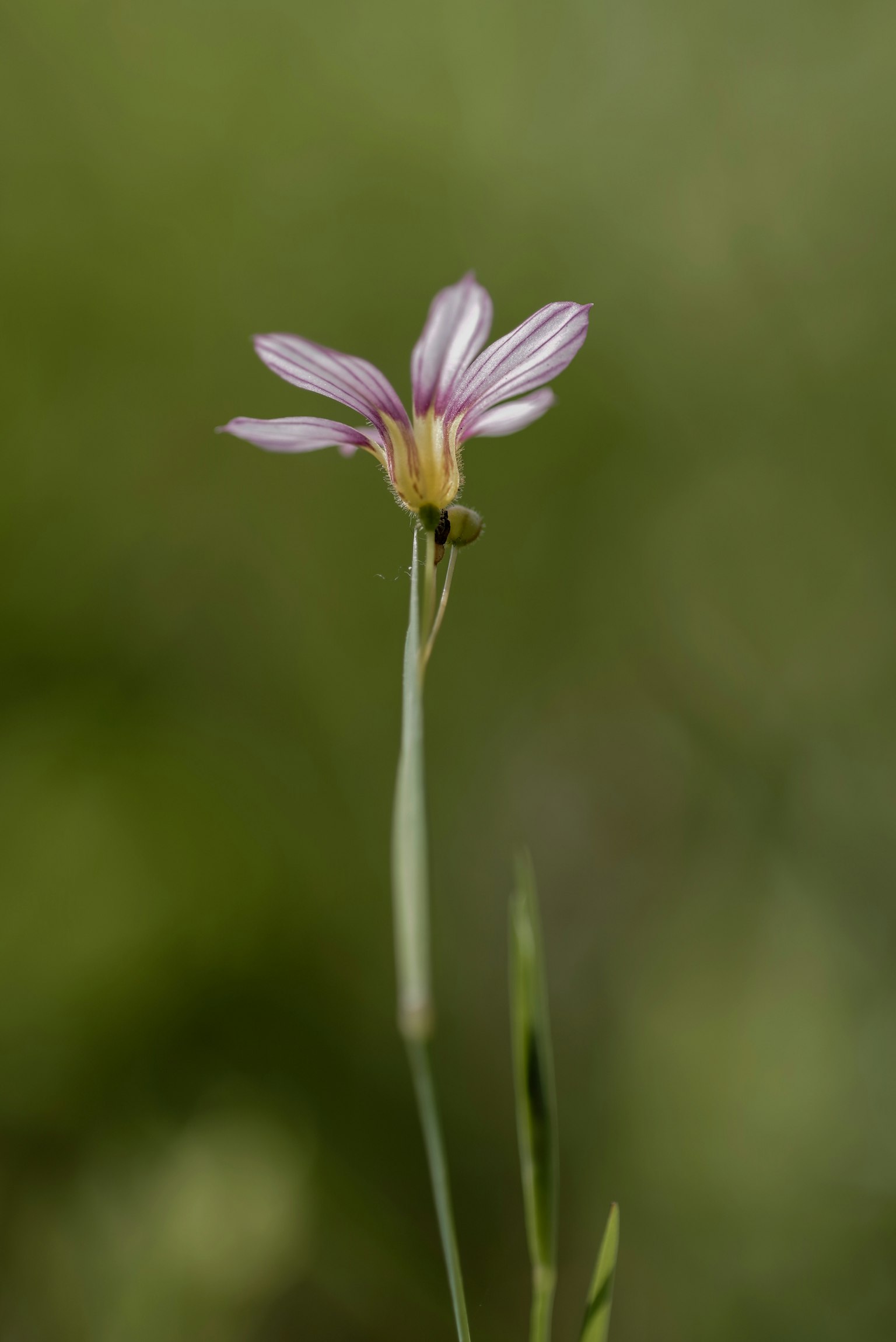 绿色背景上的精致粉色花朵特写