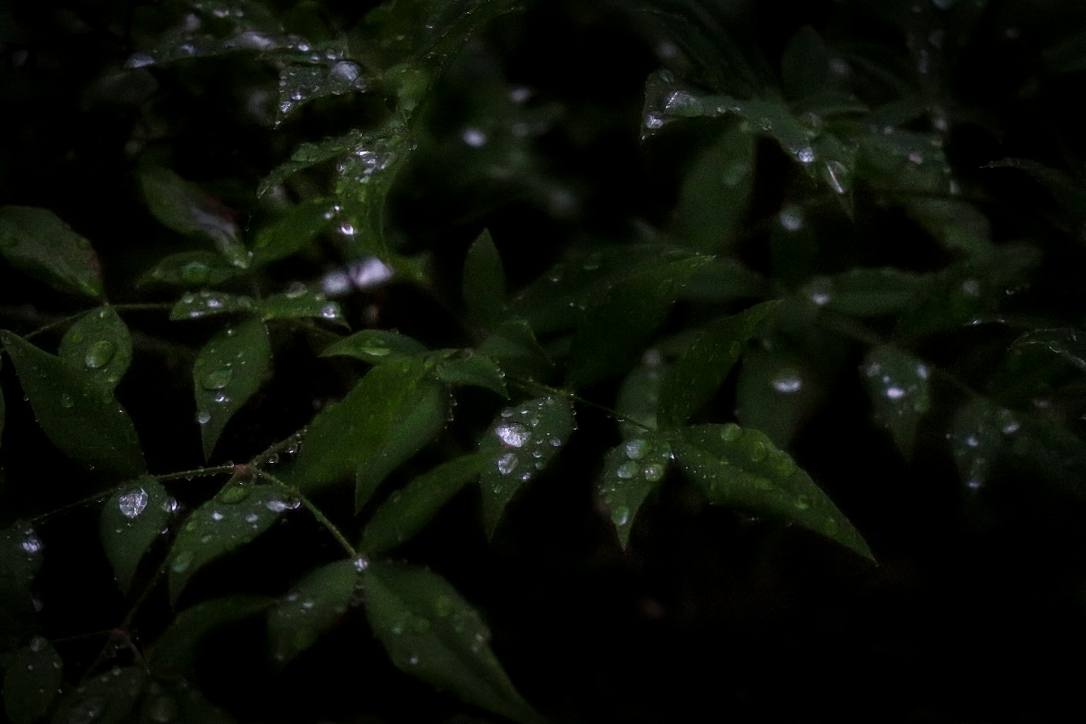 Green leaves with raindrops on a dark background