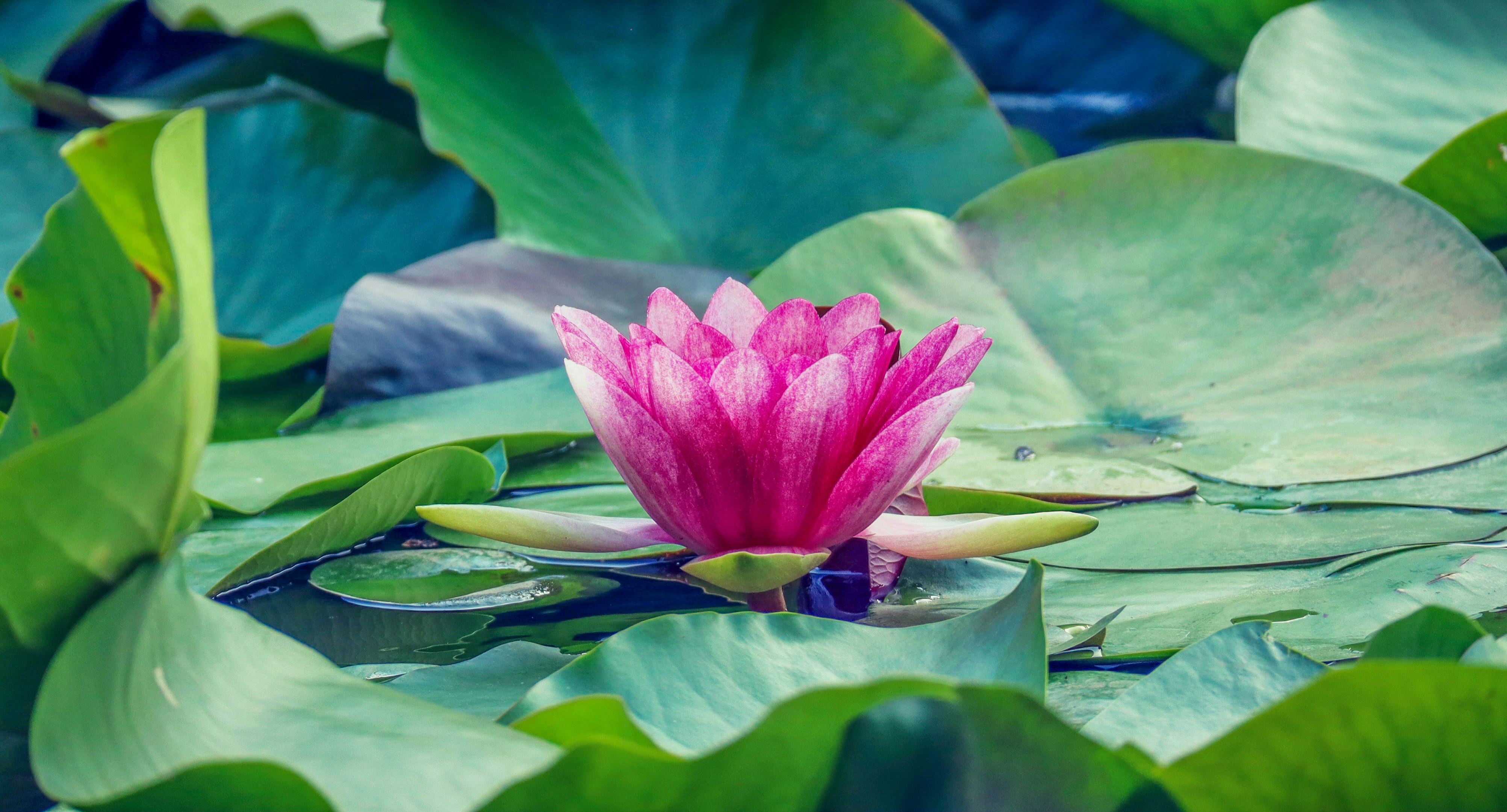 睡蓮の花が浮かぶ水面の静かな情景