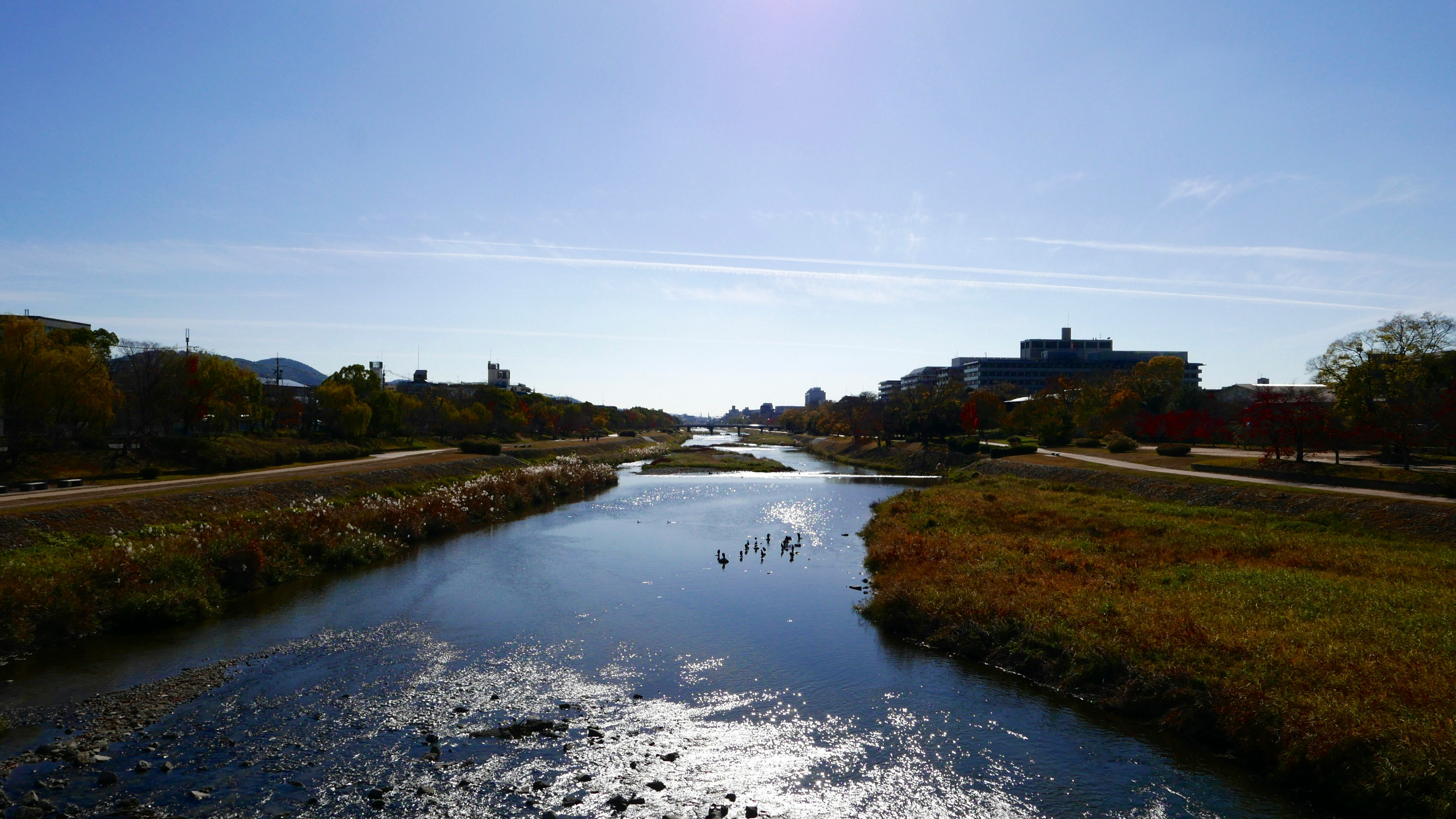 Kamo River flowing through a tree-lined riverside