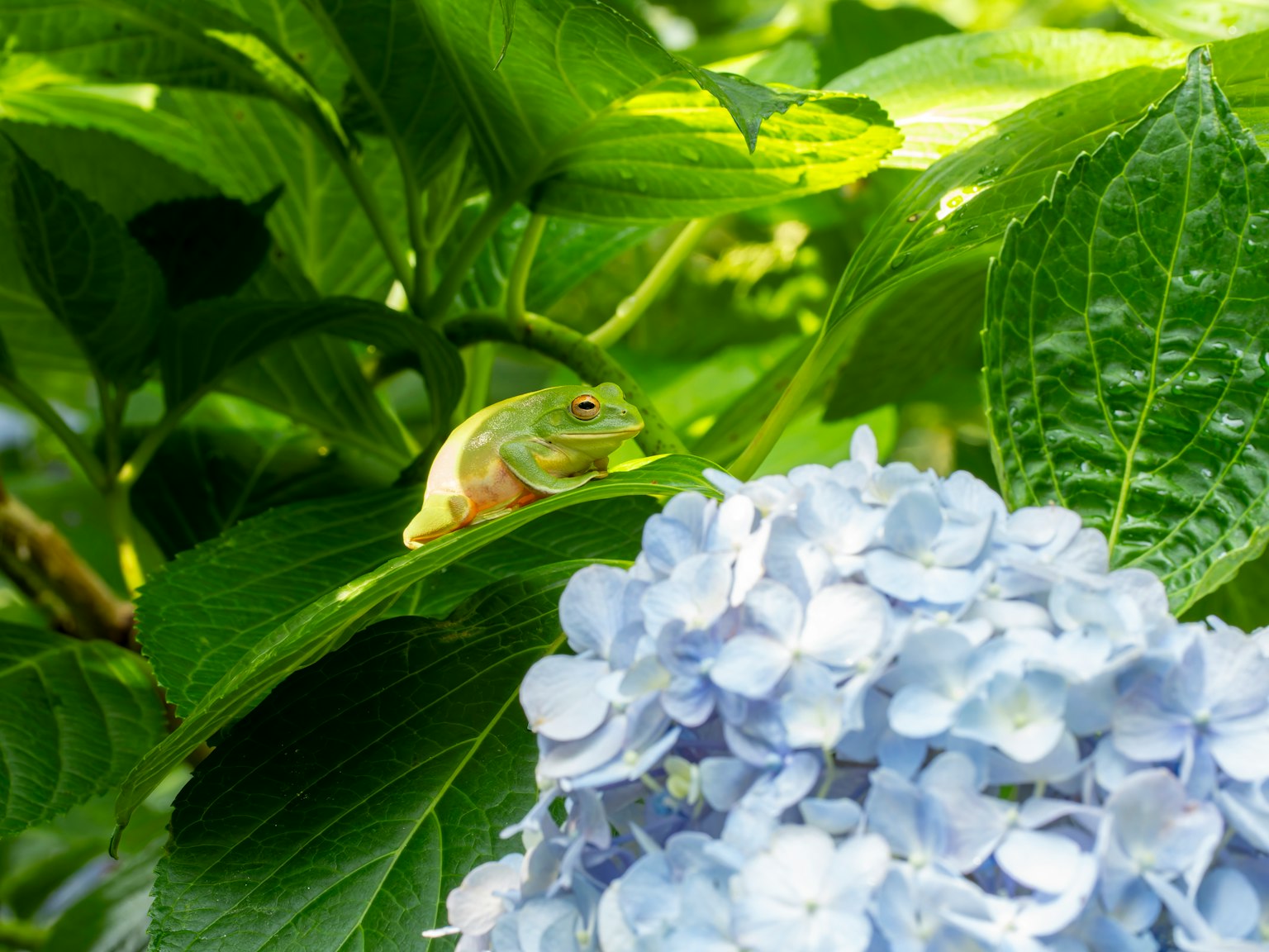 Katak hijau beristirahat di atas bunga hidrangea biru dan daun hijau