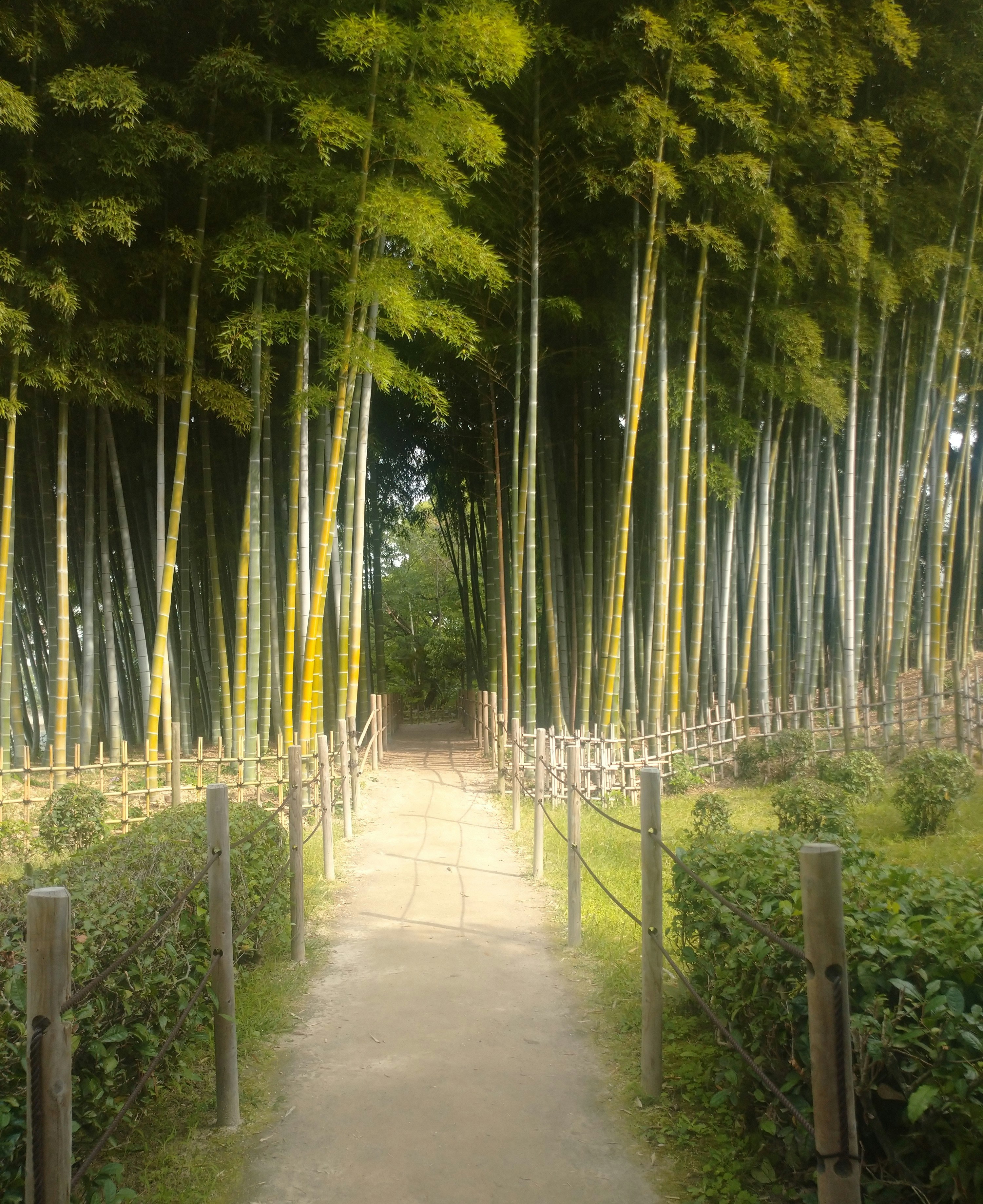 竹林の小道が続く風景