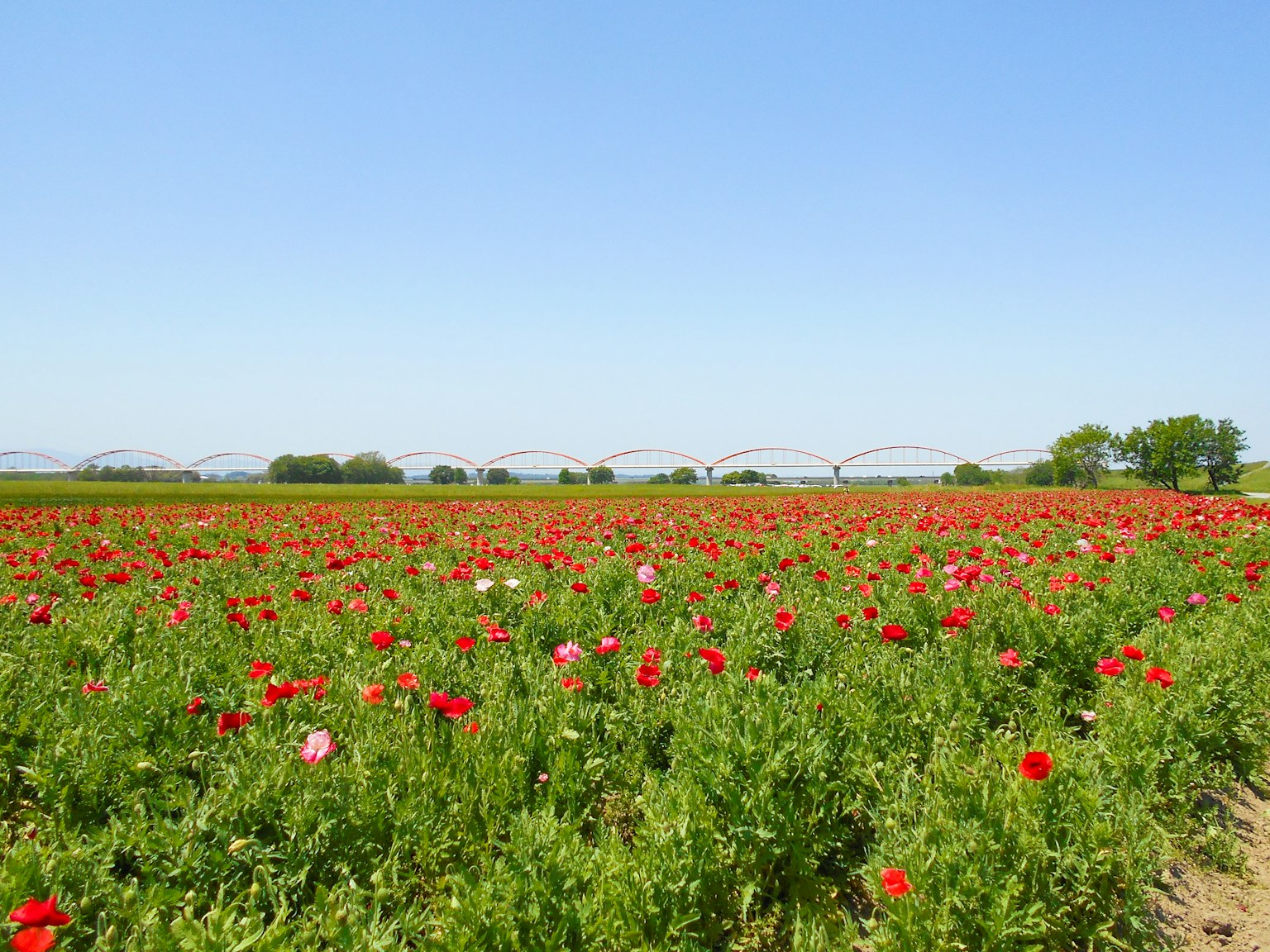 Vast flower field with blooming red and white poppies under a clear blue sky