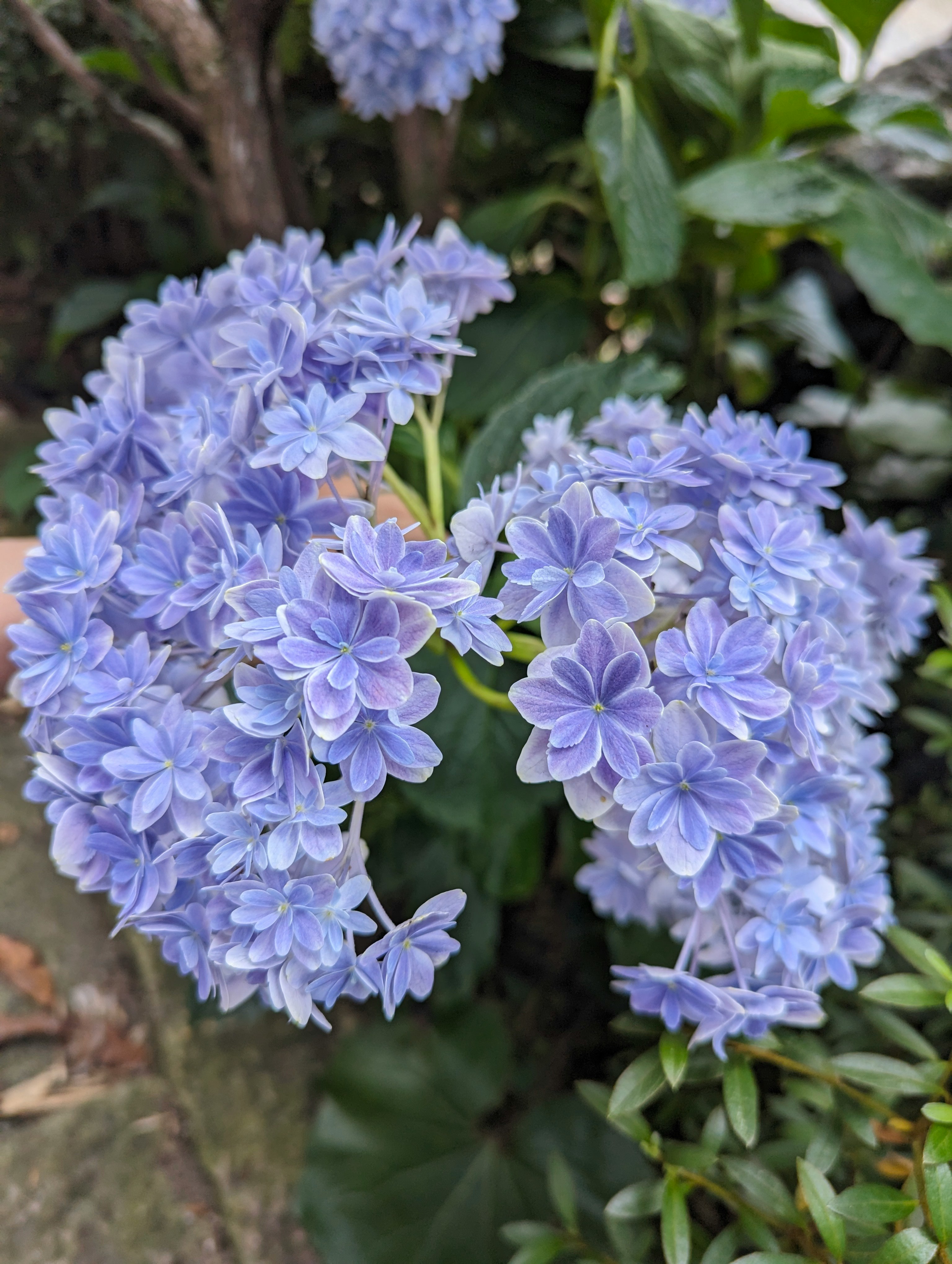 アジサイの万華鏡のような花房のアップ画像
