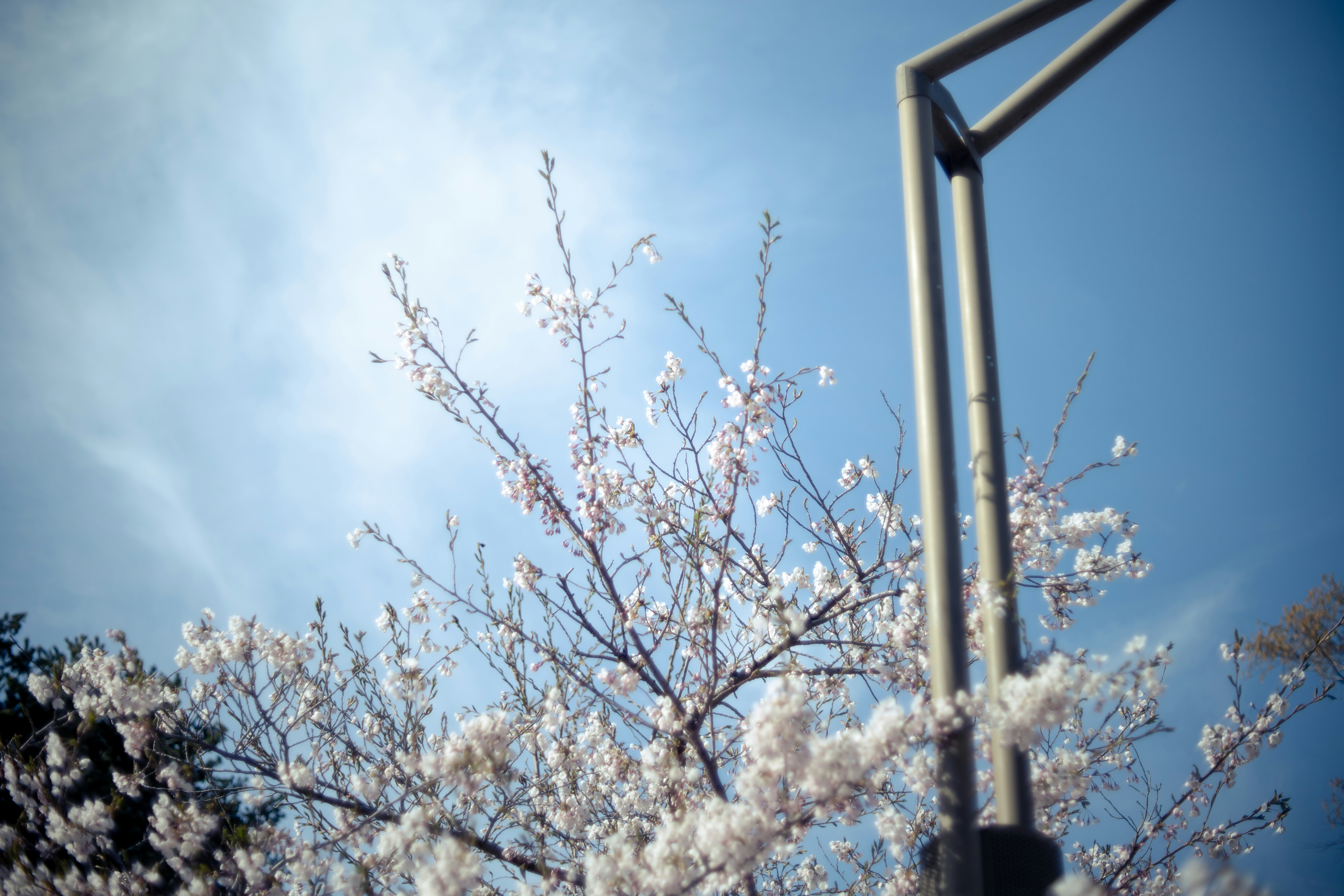 青空の下で咲く桜の枝と街灯