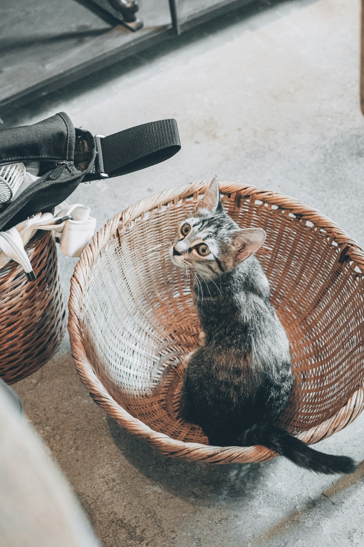 A cat sitting in a wicker basket