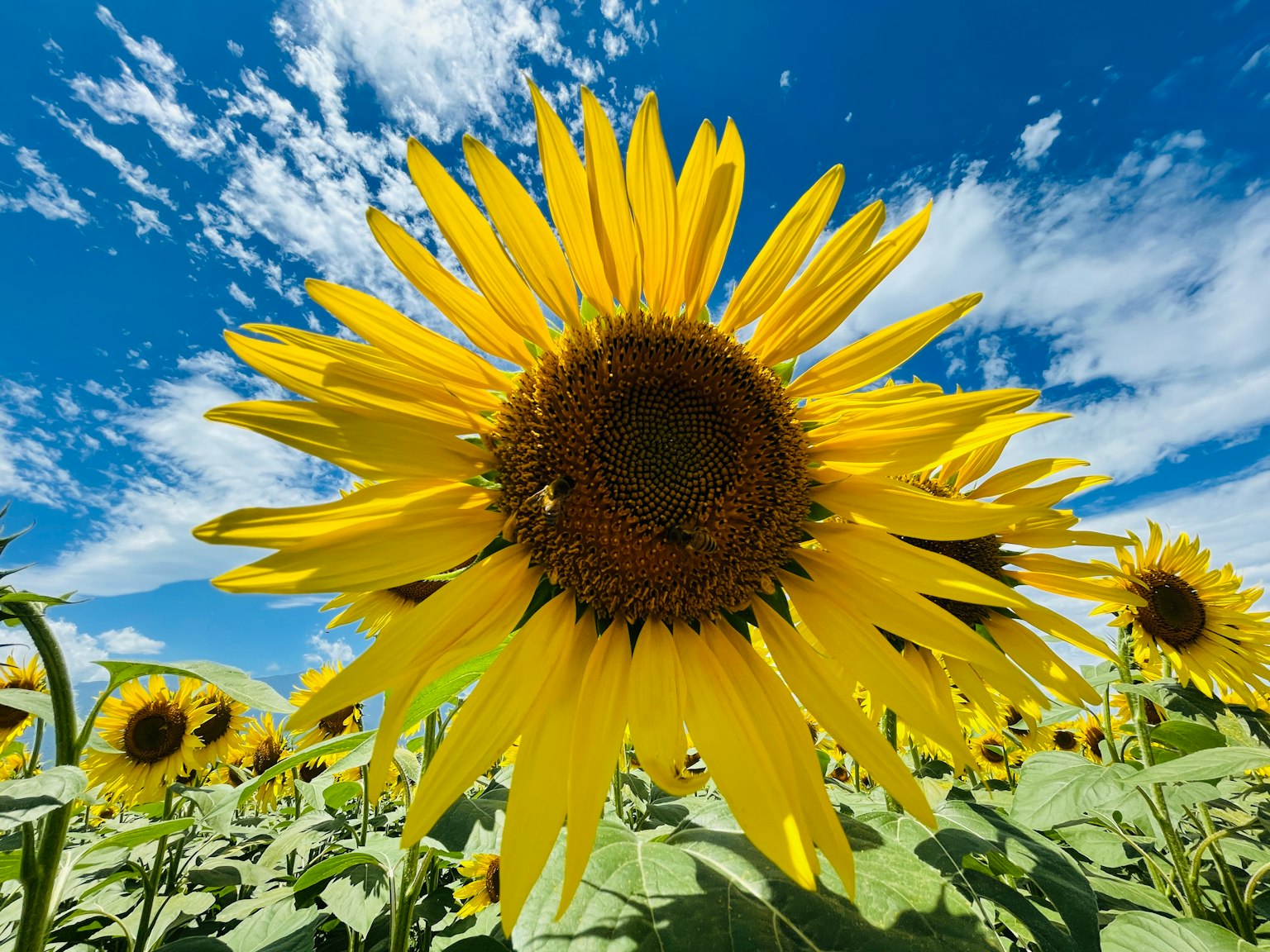 Tournesol vibrant fleurissant sous un ciel bleu