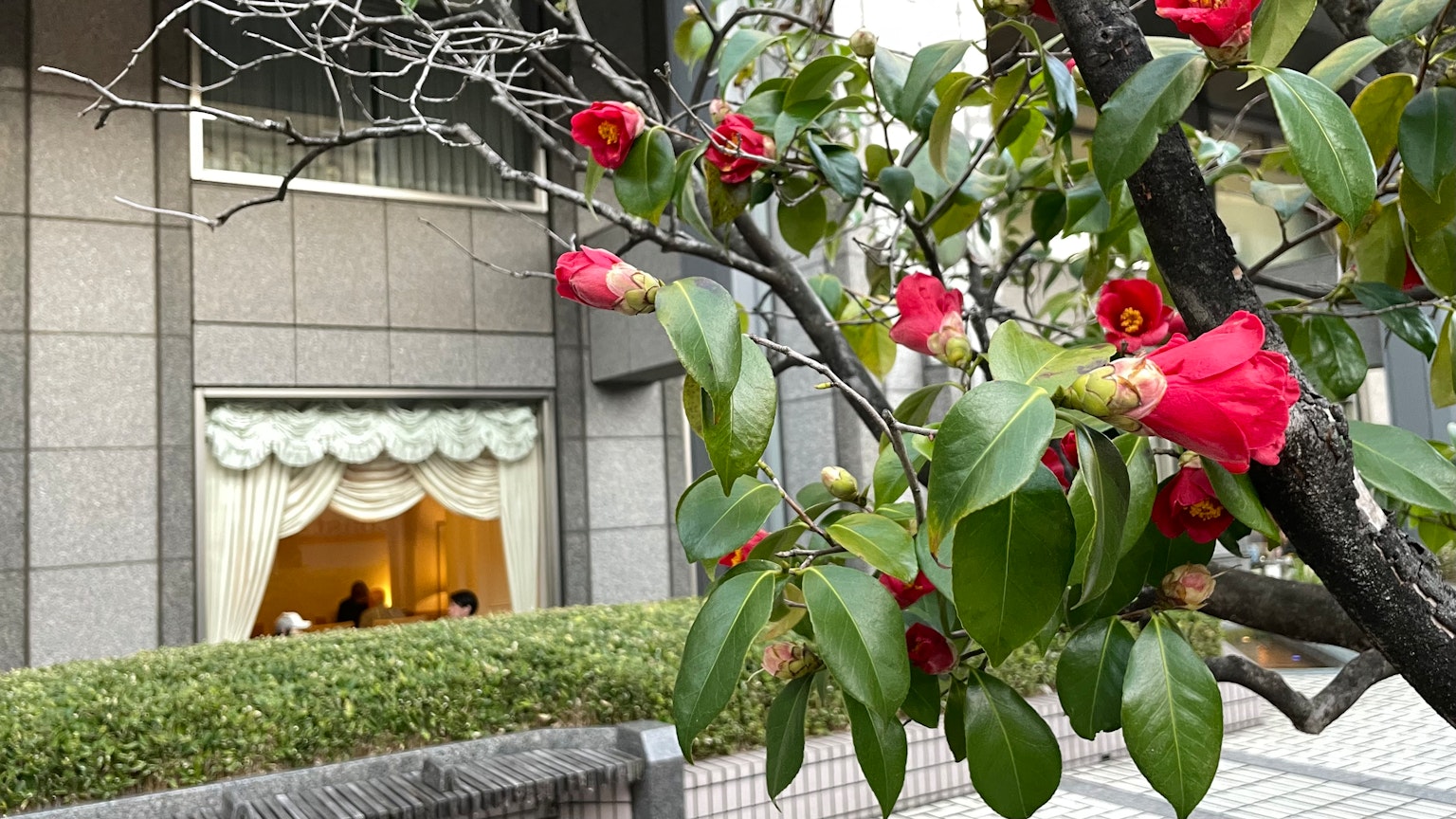 Branche avec des fleurs rouges et une fenêtre de bâtiment en arrière-plan