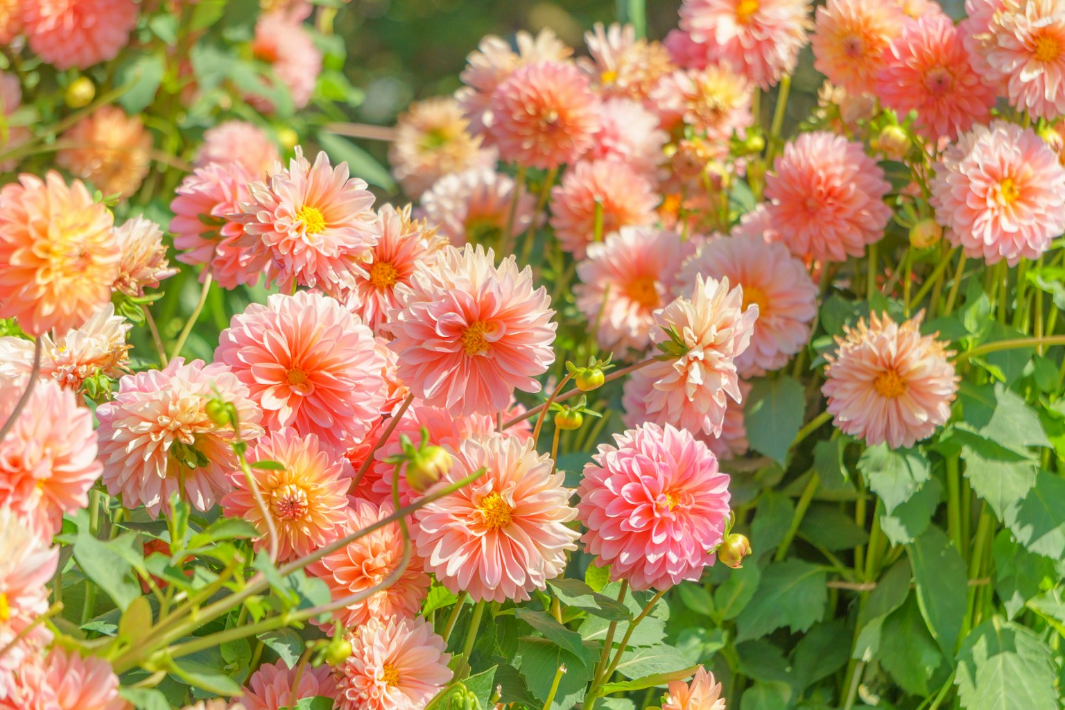Eine Gartenszene mit blühenden rosa Dahlien
