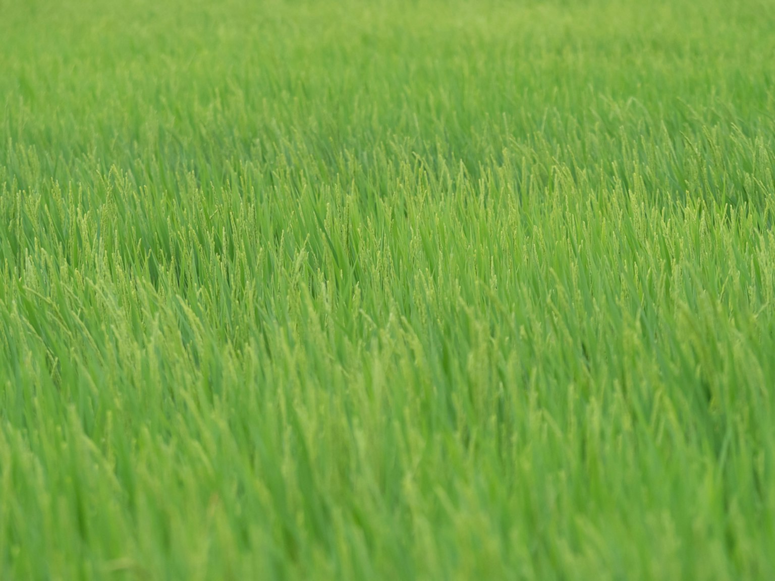 Ladang padi hijau yang cerah dengan rumput melambai