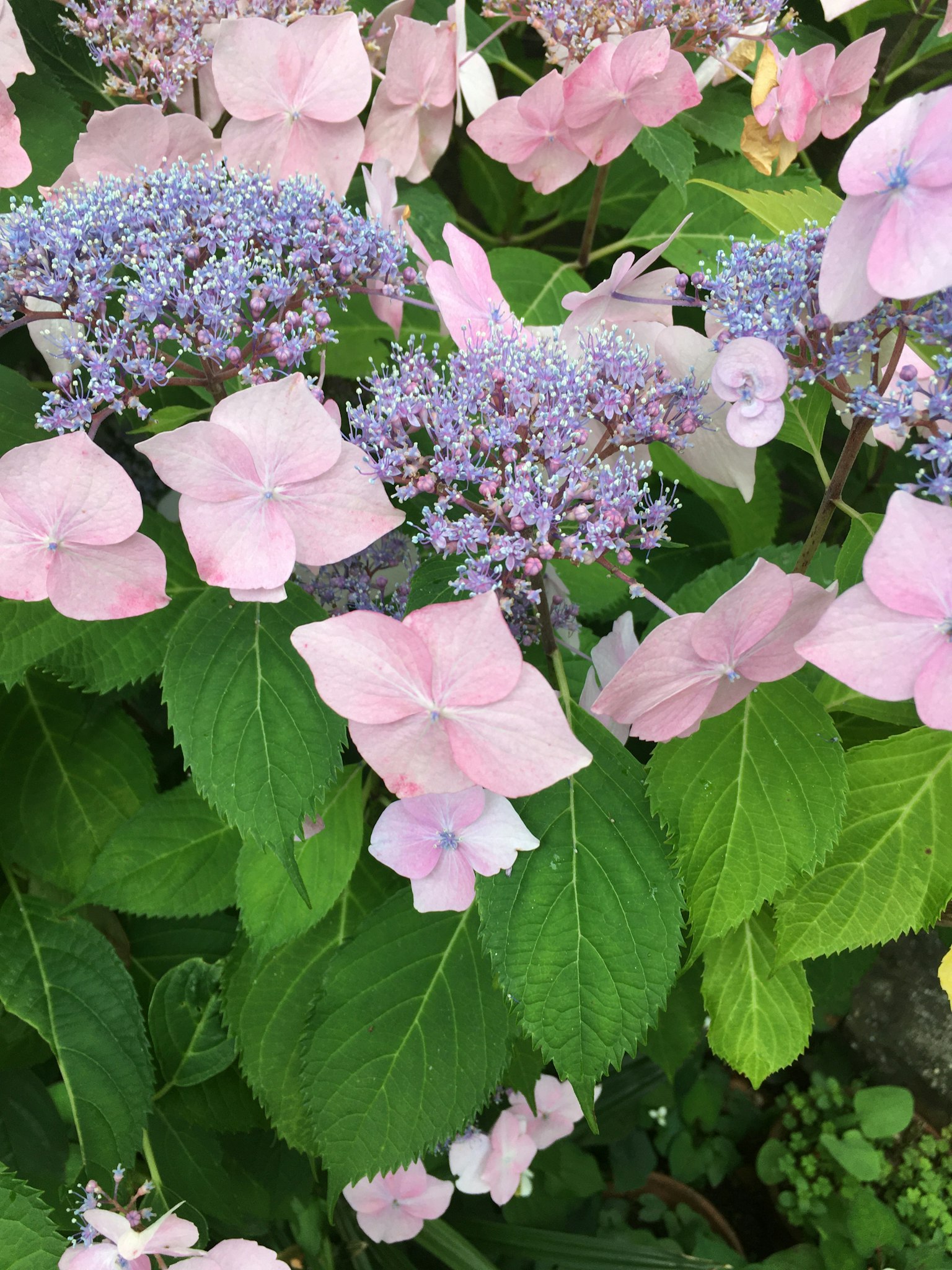 Hortensienpflanze mit blassen rosa und lila Blüten