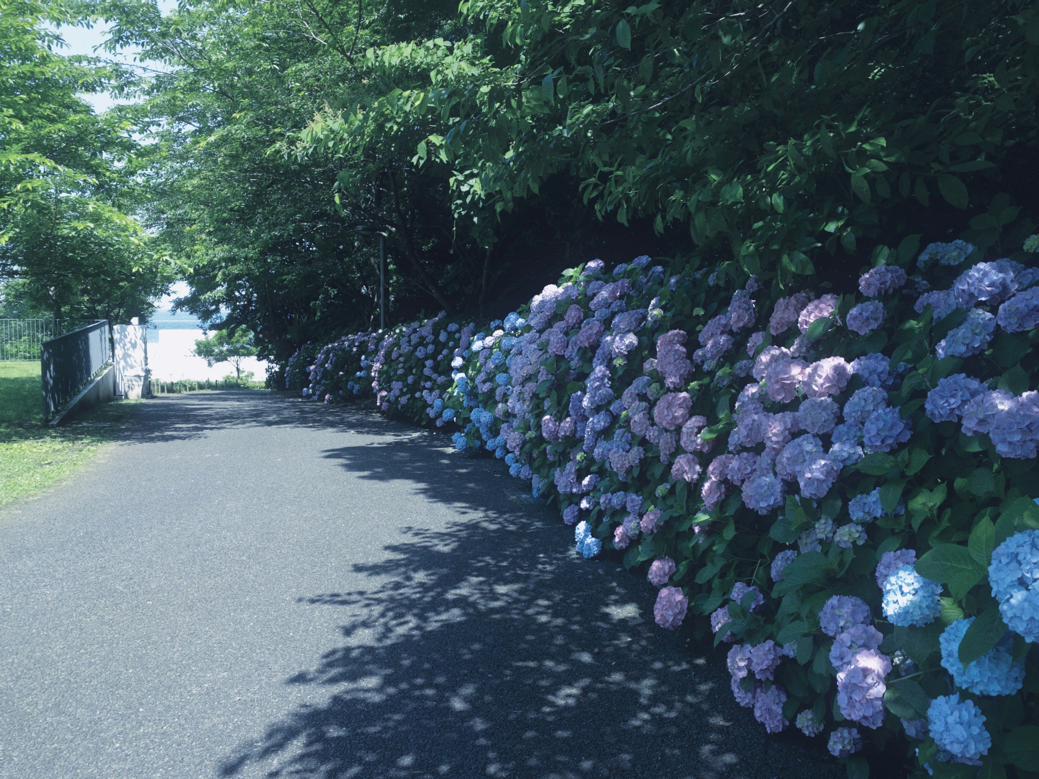 並木道に咲く青紫のアジサイの花