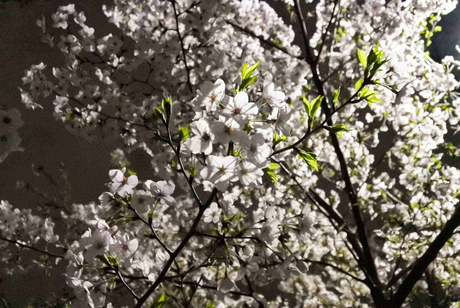 Cherry blossom tree branches illuminated at night