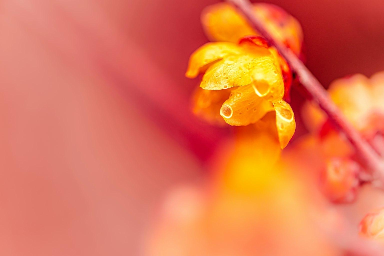 特写的鲜艳橙色花朵带有水滴
