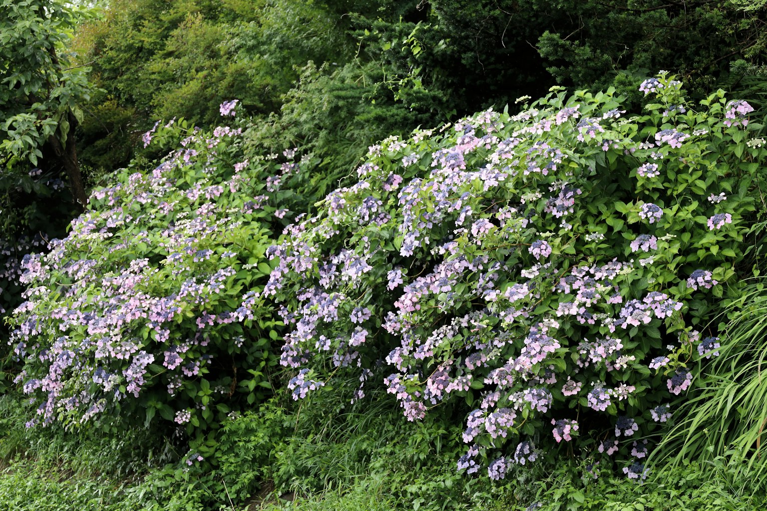 Bellissimo paesaggio di arbusti rigogliosi con fiori viola