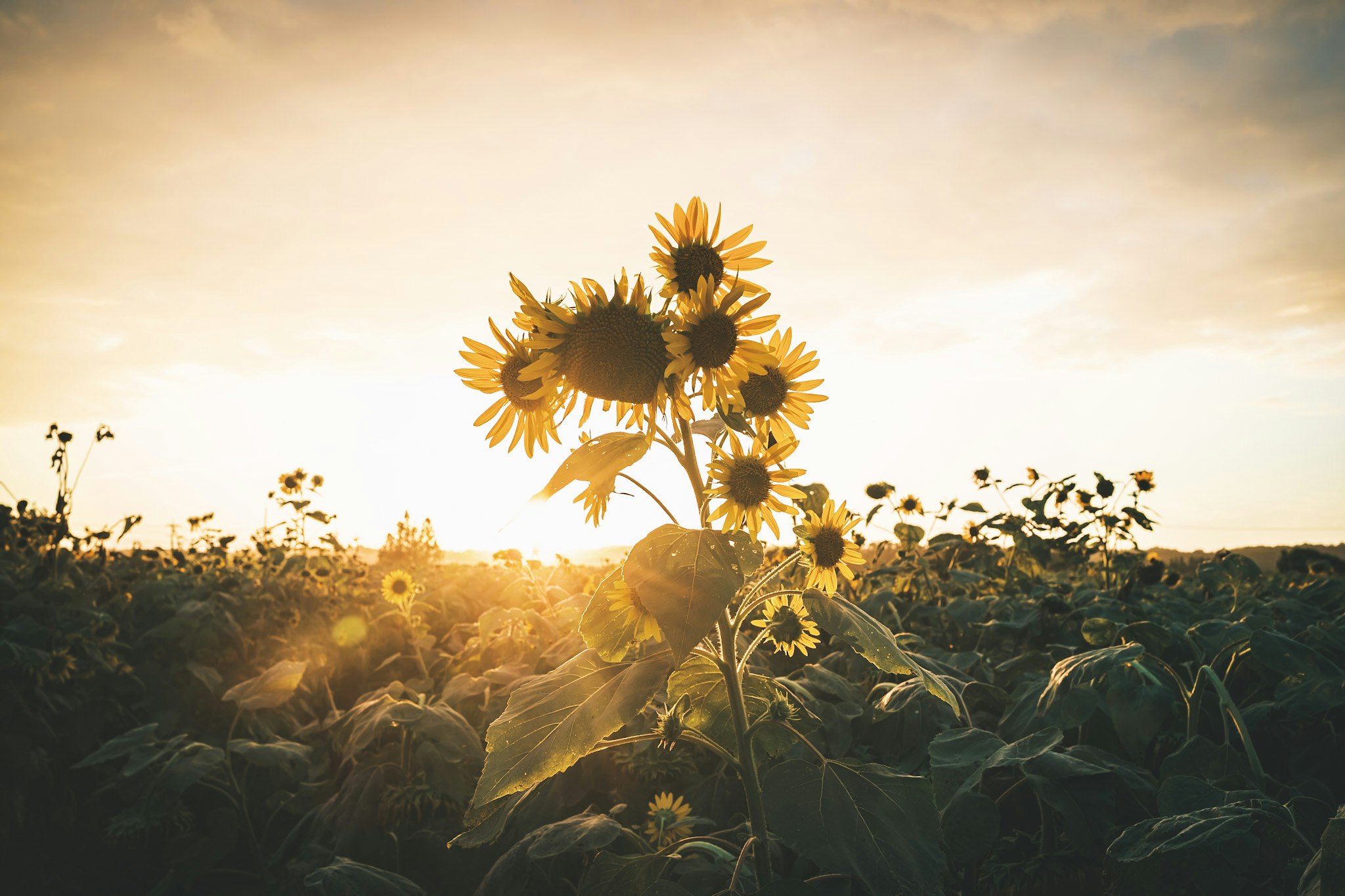 夕日に照らされたひまわり畑の花