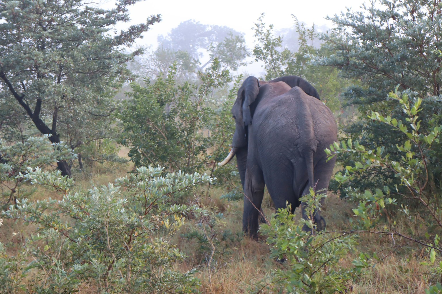 Elefant, der durch dichte Vegetation im Nebel geht