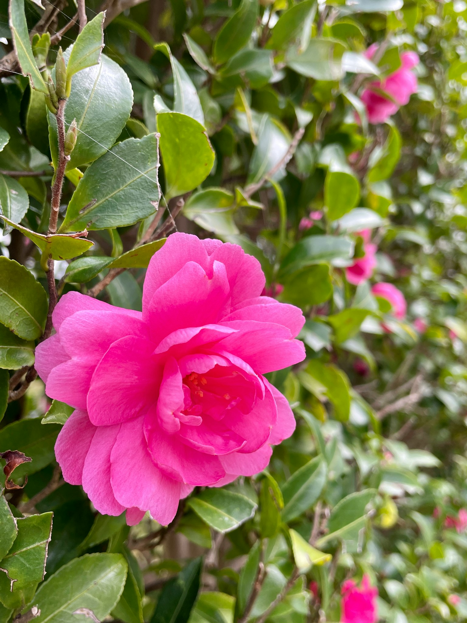 Flor rosa vibrante rodeada de hojas verdes