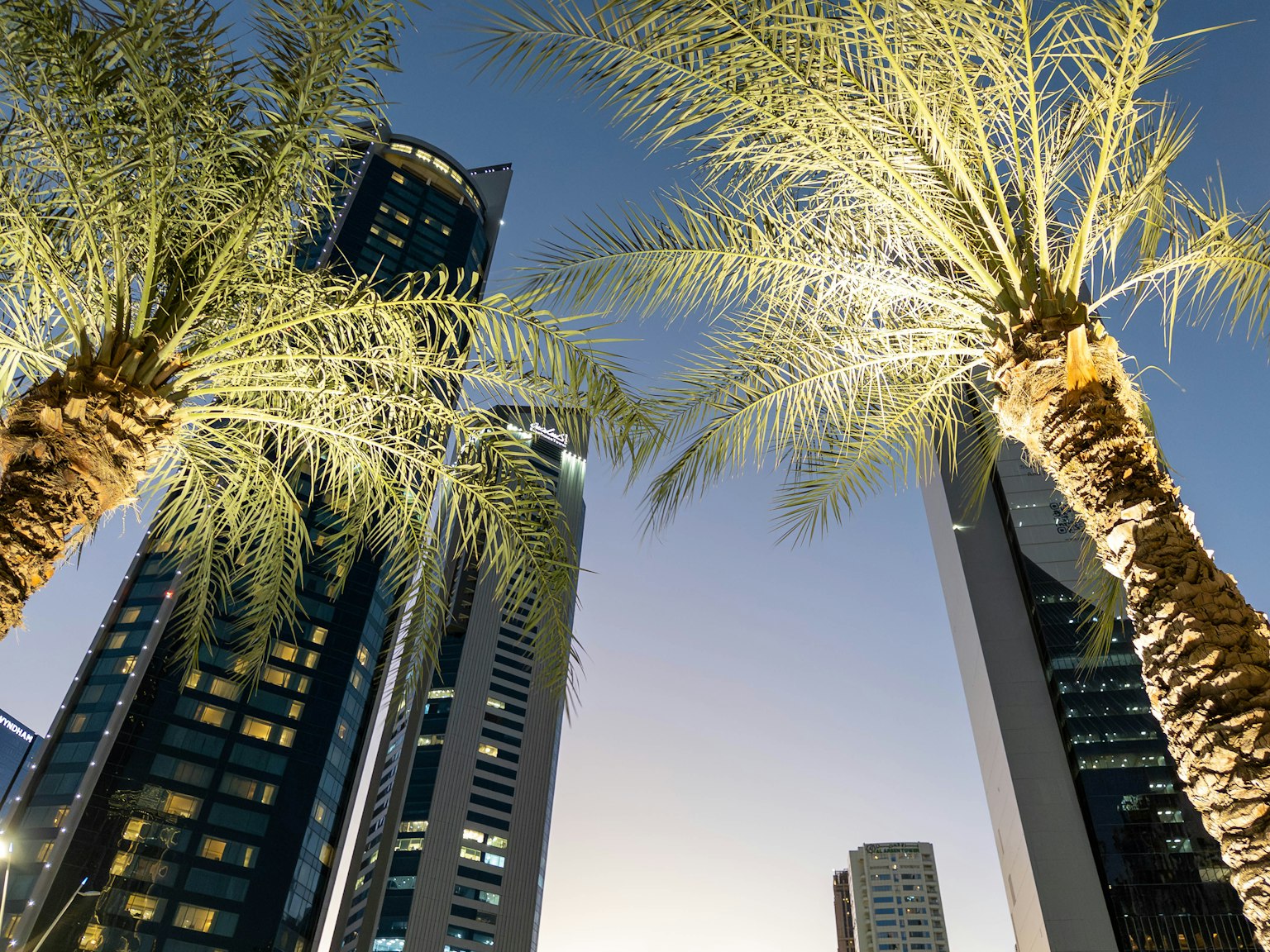 Palm trees between skyscrapers under a twilight sky