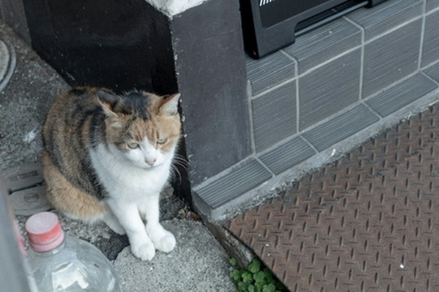 Un gato sentado al lado de una puerta en el suelo