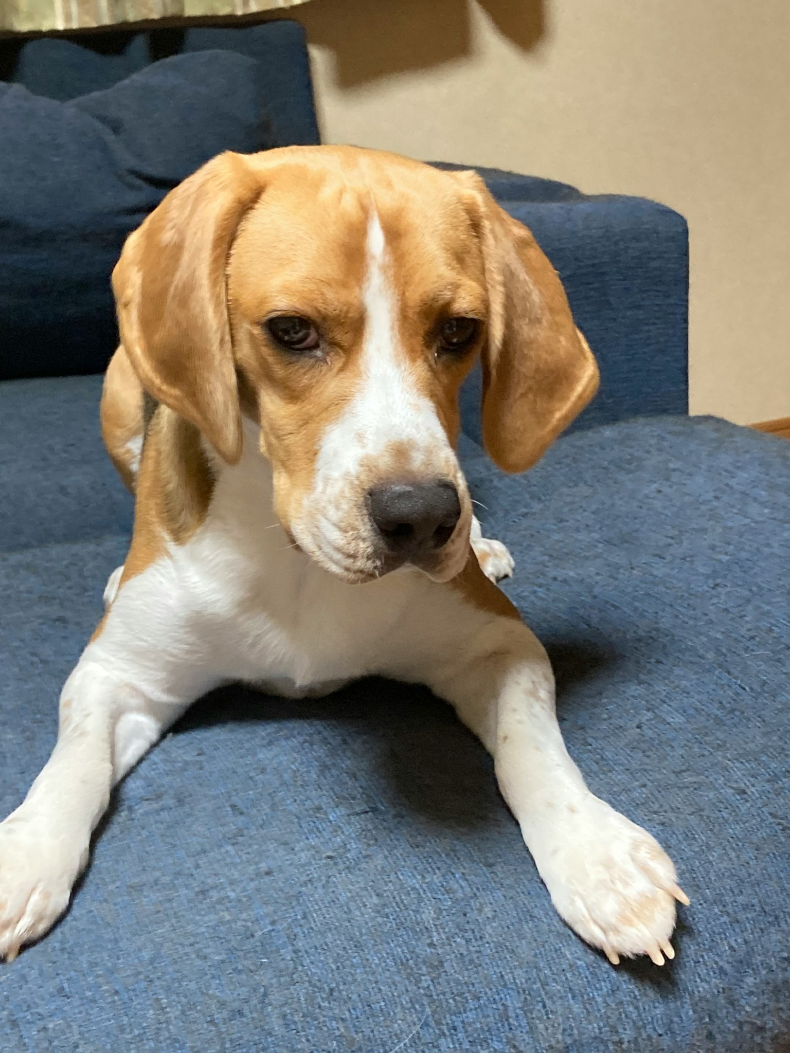 Beagle dog lying on a blue sofa