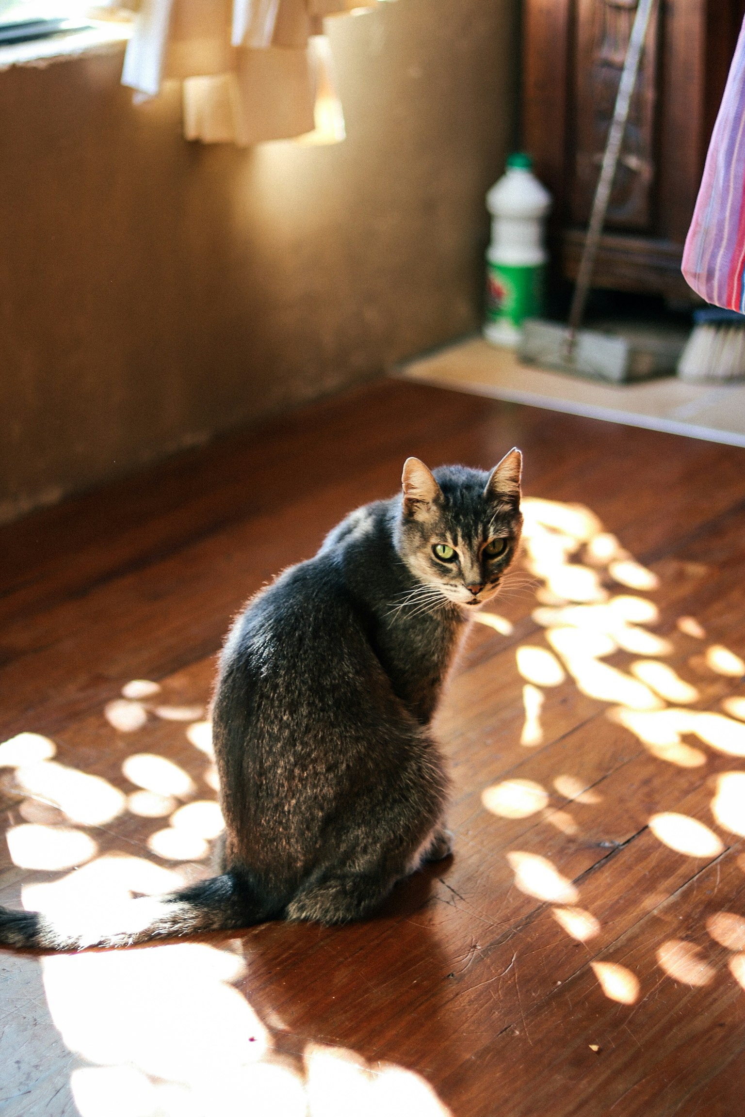 Chat gris assis dans la lumière du soleil se retournant