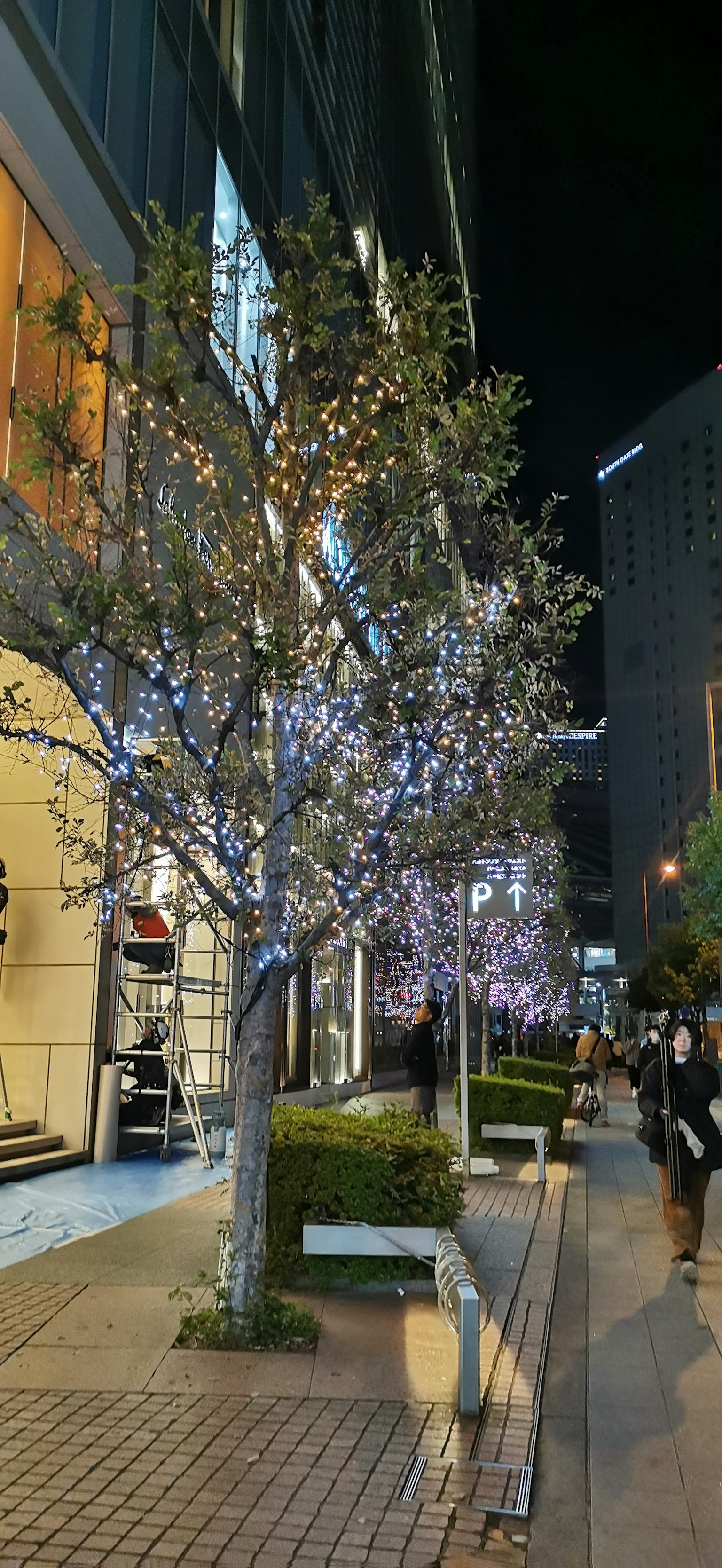 Albero illuminato lungo una strada cittadina di notte con negozi vicini