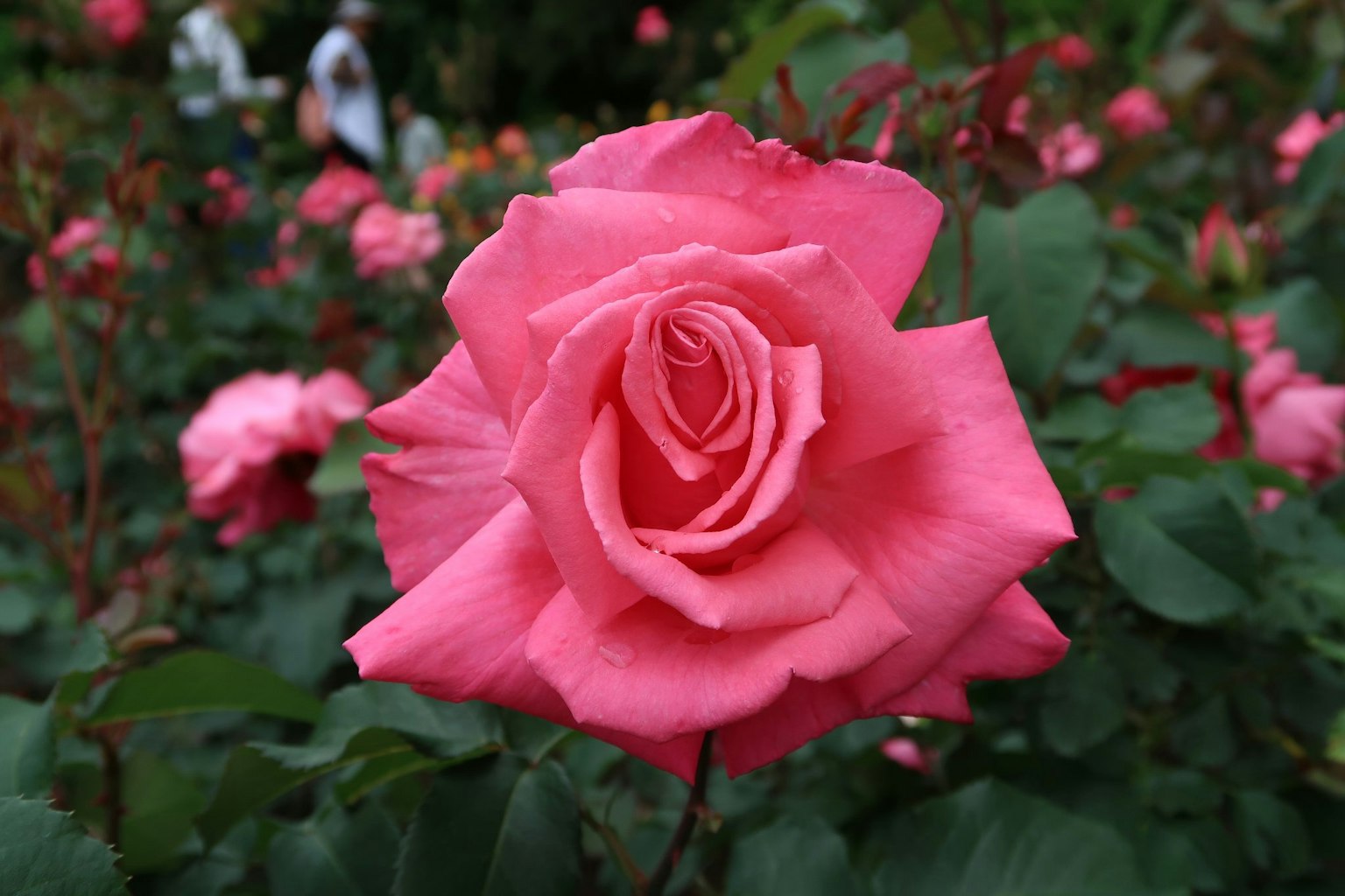 กุหลาบสีชมพูสวยงามที่ล้อมรอบด้วยใบเขียว