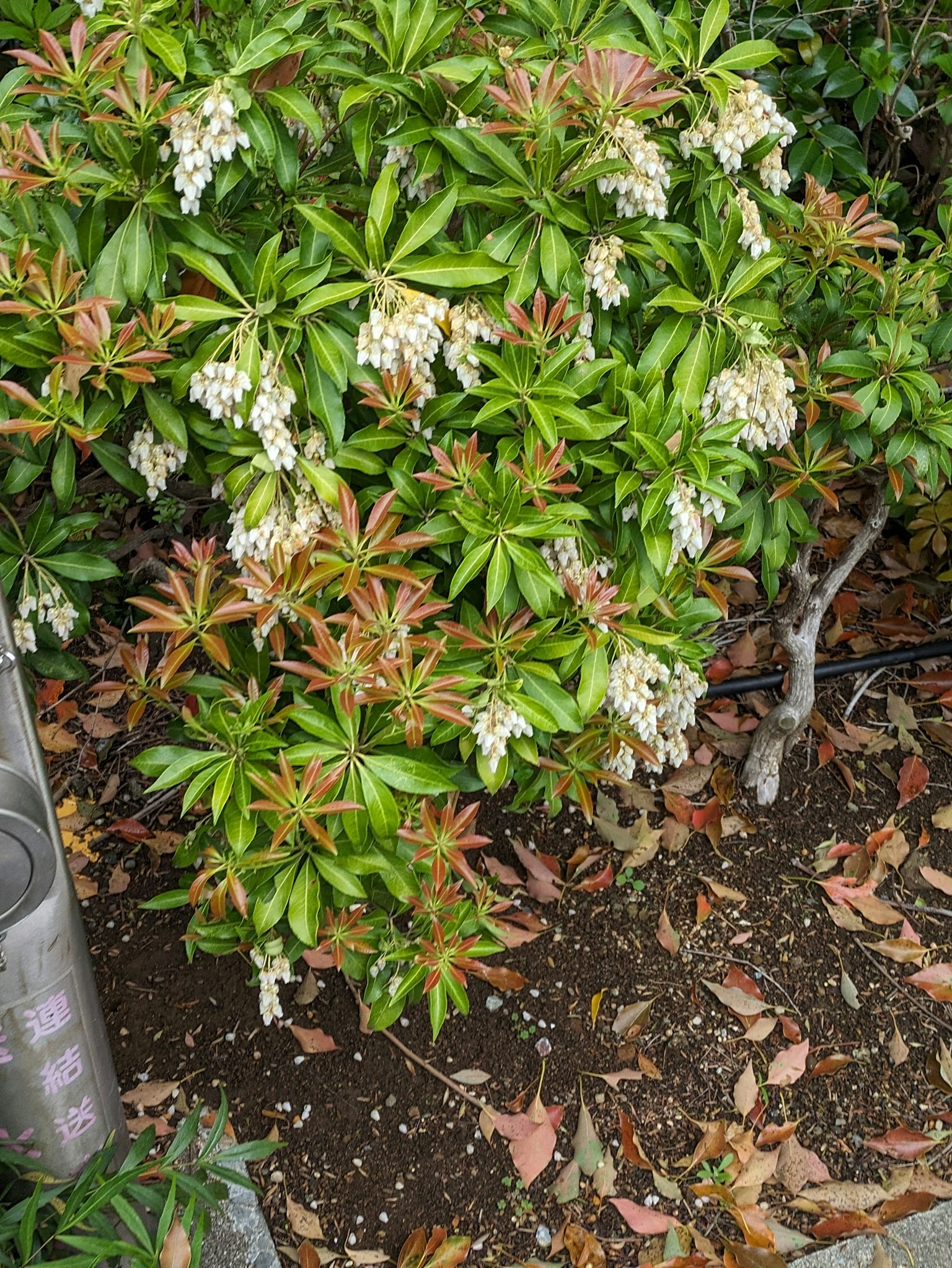 緑の葉と白い花が咲いている植物のクローズアップ