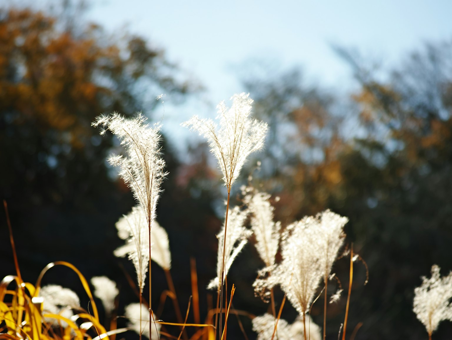 Herbes de la pampa se balançant dans le vent dans un paysage d'automne