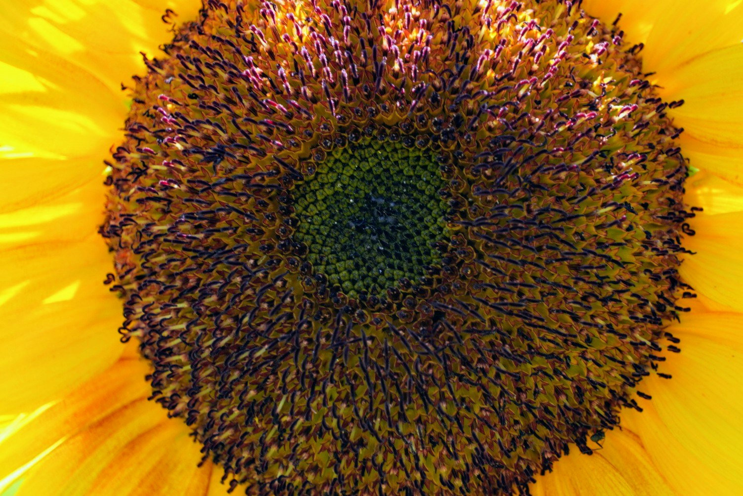 向日葵の花芯のクローズアップ