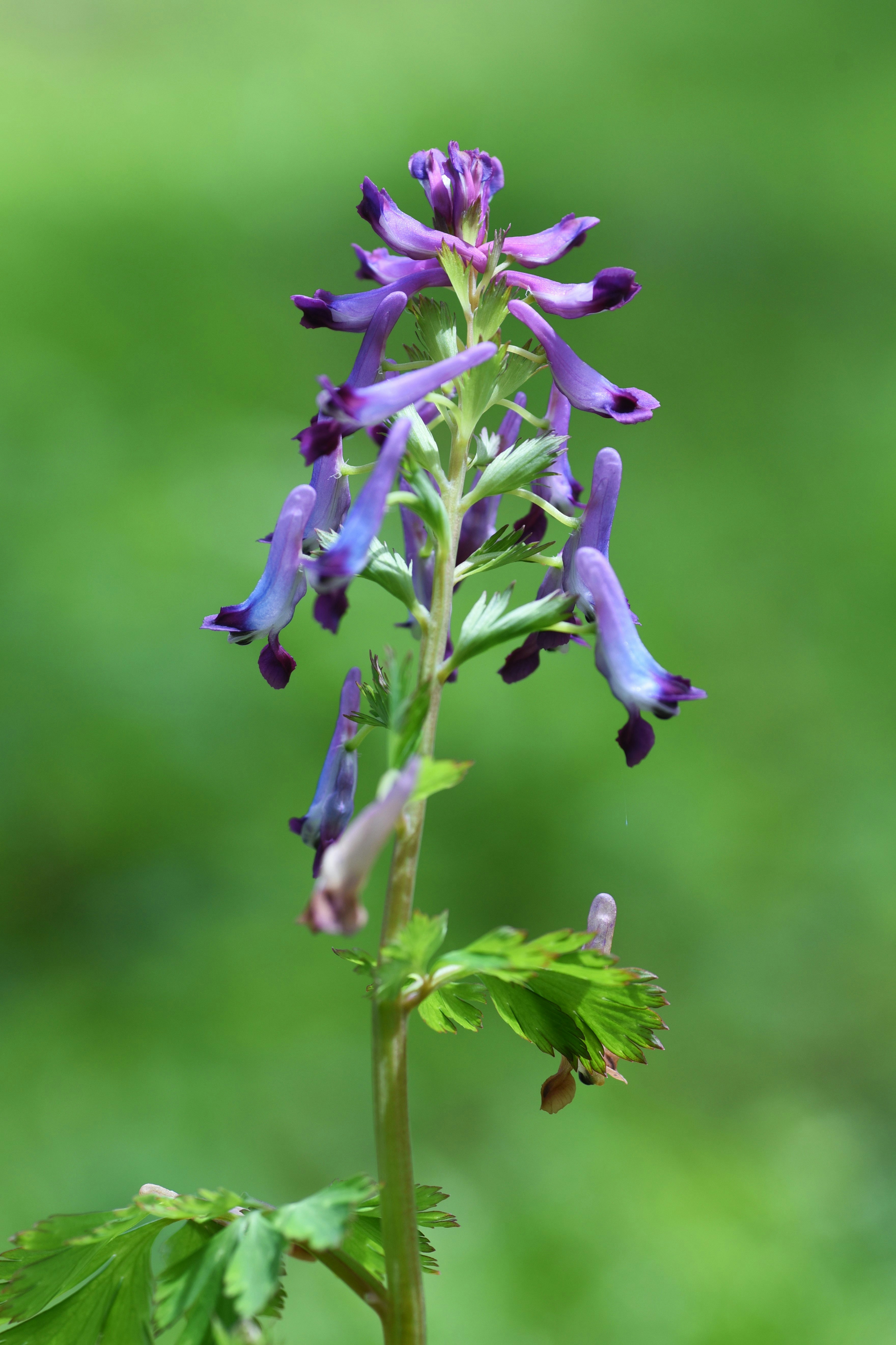 purple fumewort flowers against a green background