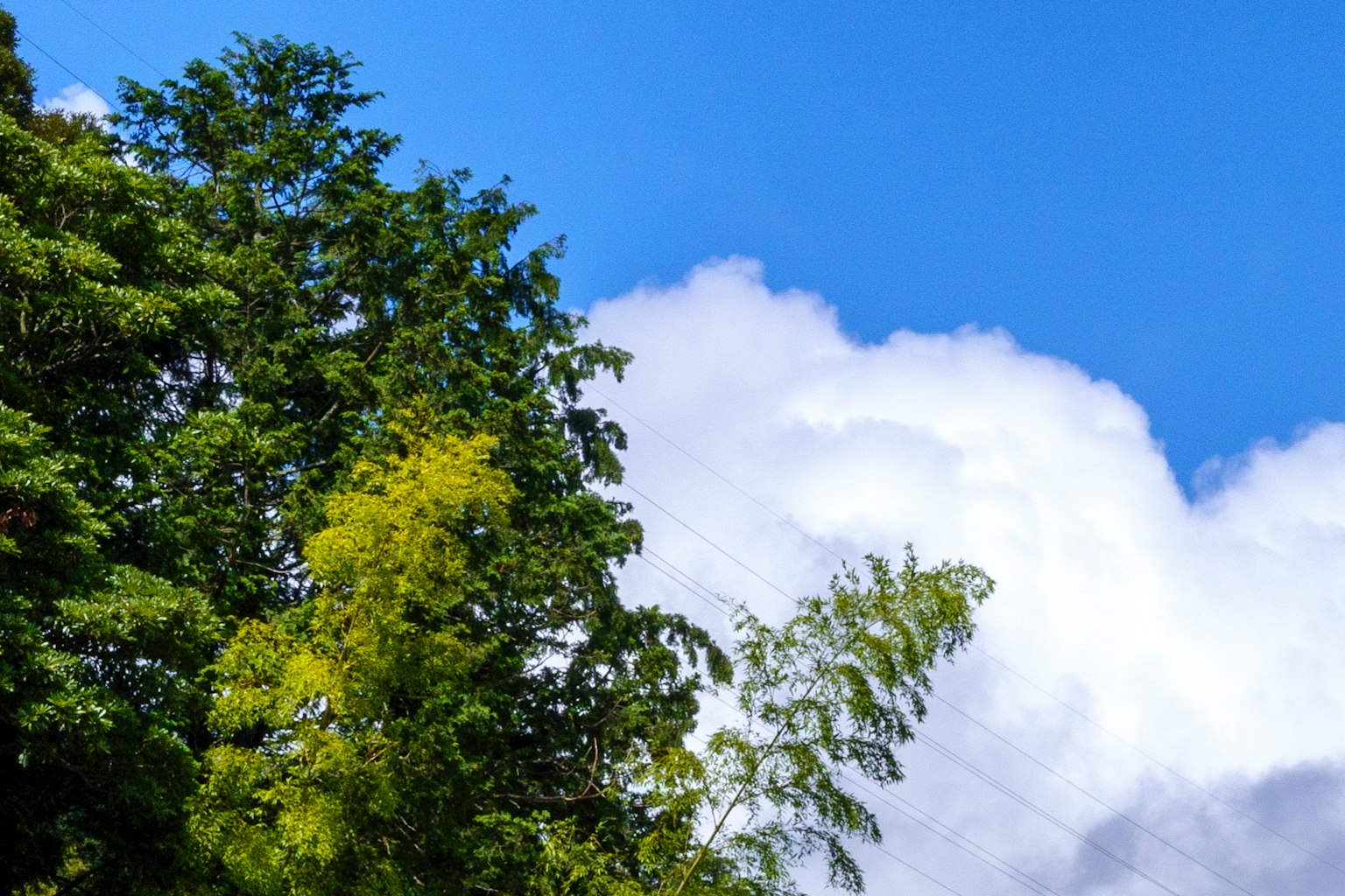 A landscape of green trees under a blue sky with white clouds