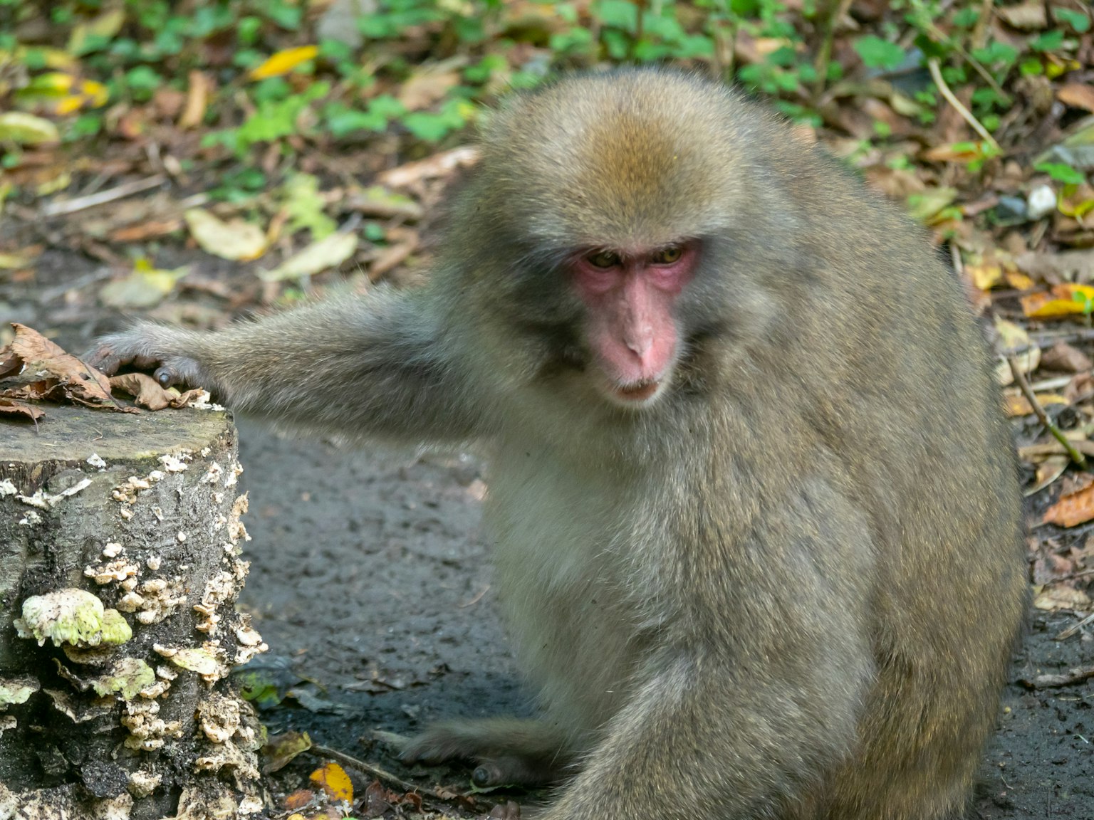 Un singe assis à côté d'une souche d'arbre dans un cadre naturel