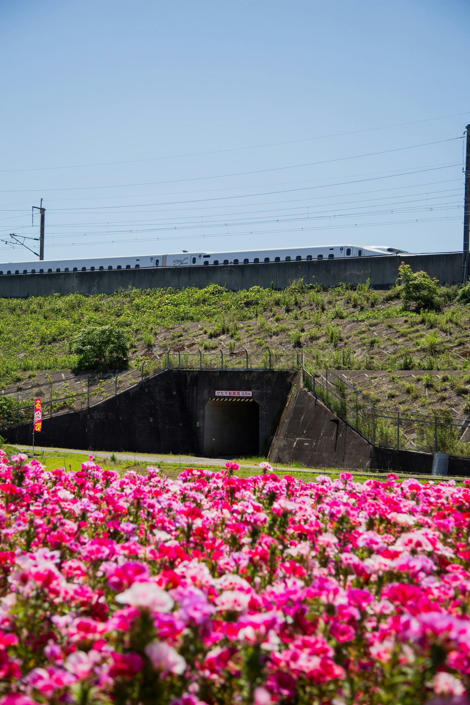Vibrant flowers in the foreground with a tunnel and a high-speed train in the background