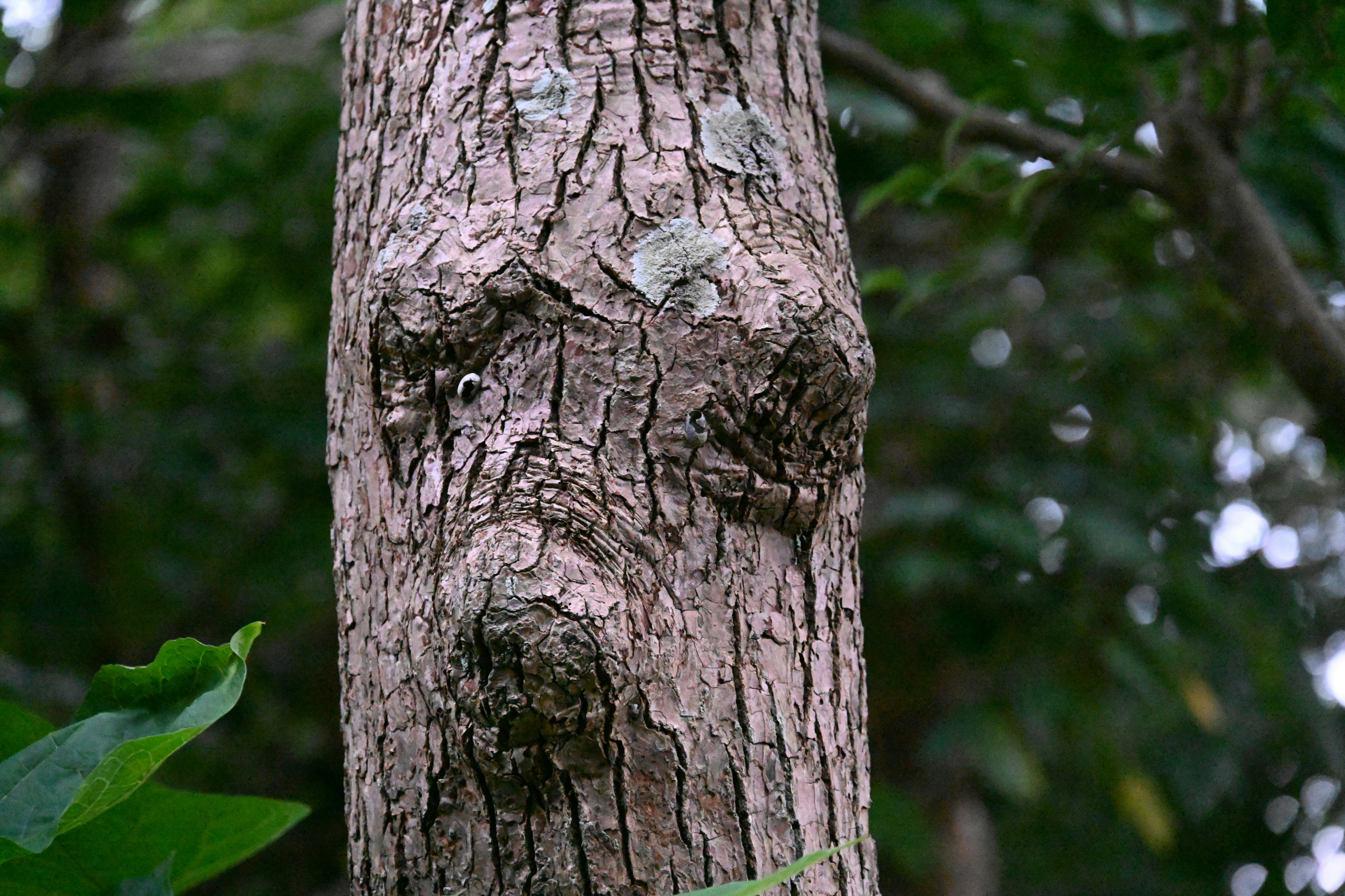 tree trunk bark texture